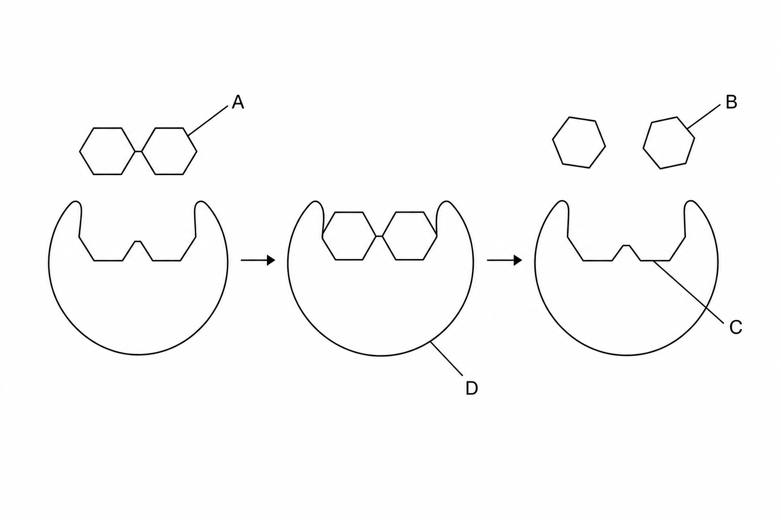 Model of enzyme activity