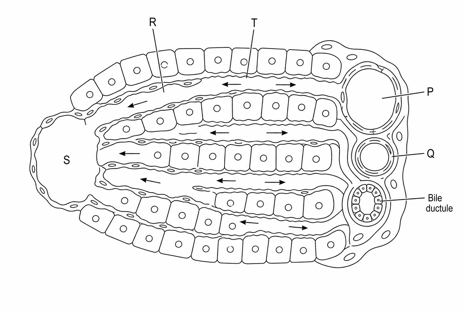 Liver Lobule Section
