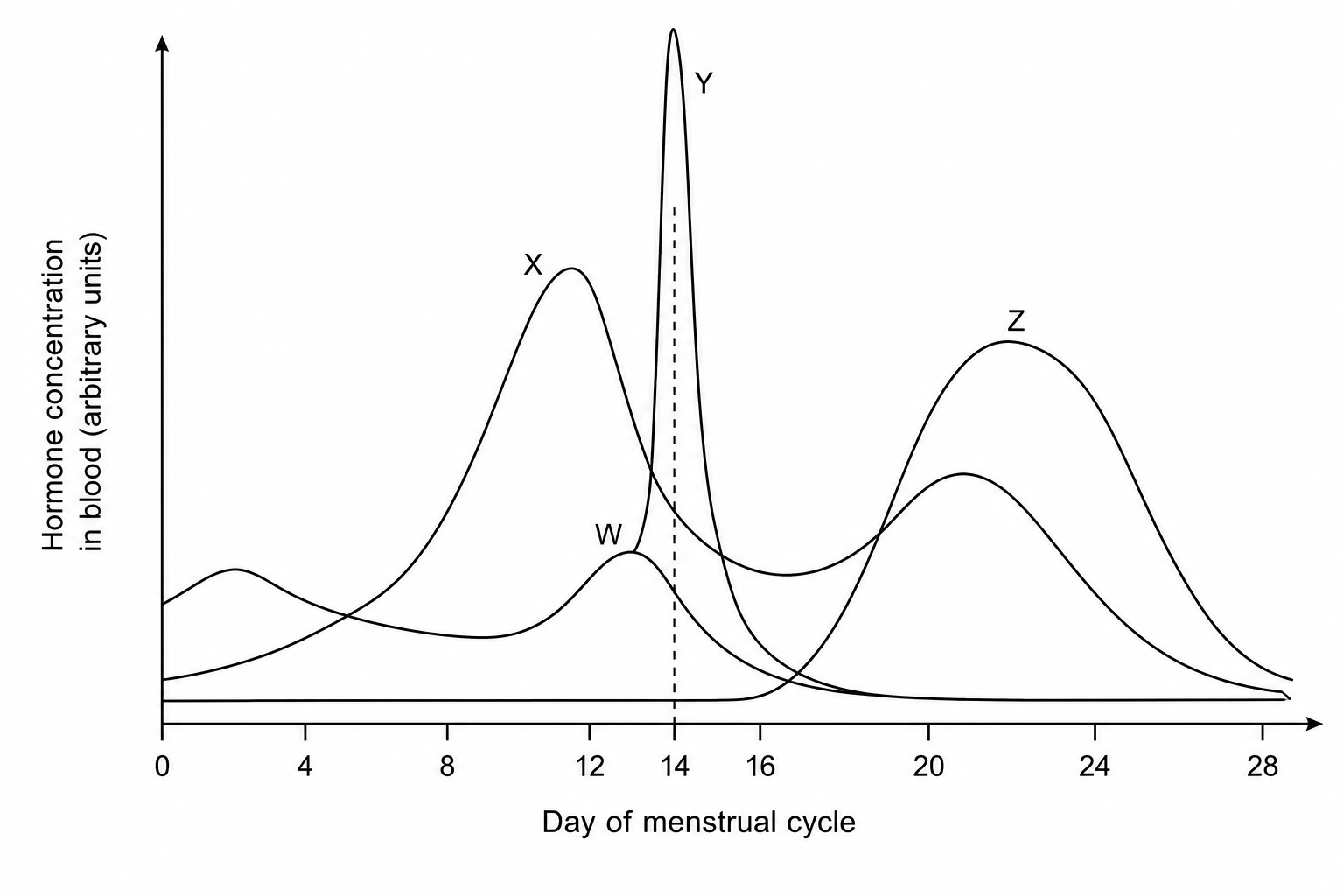 Hormone concentration graph during menstrual cycle