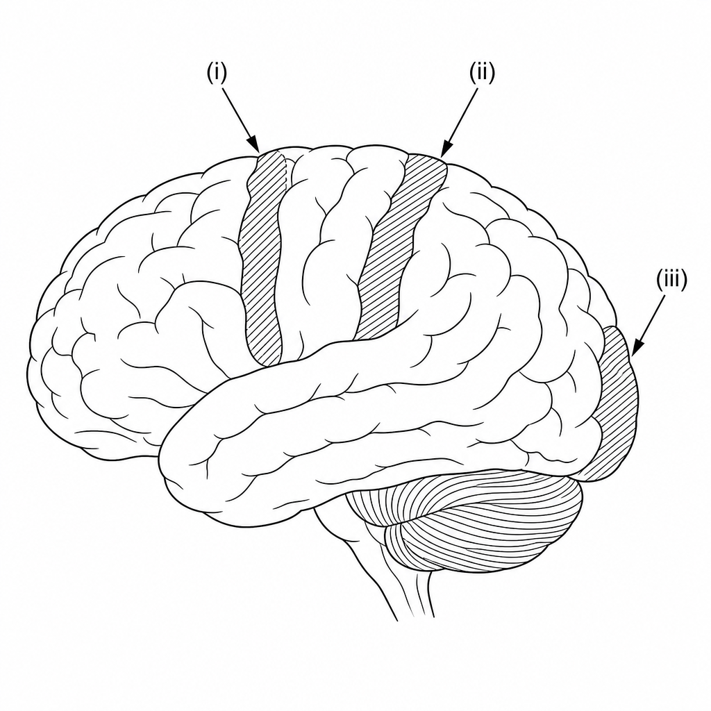 A lateral view of the human brain with three specific functional areas highlighted with arrows: arrow (i) points to the band at the back of the frontal lobe, arrow (ii) points to the band at the front of the parietal lobe, and arrow (iii) points to the region at the back of the occipital lobe.