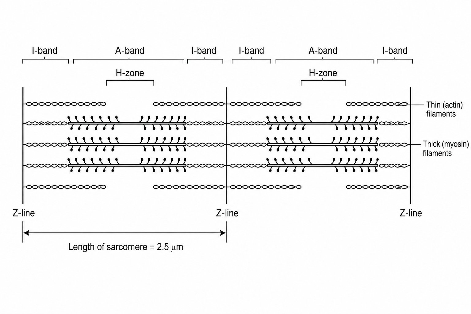 Diagram showing adjacent sarcomeres in a relaxed myofibril, with labeled regions including the H-zone, I-band, and A-band. Below the diagram, an arrow indicates 'Length of sarcomere = 2.5 \mu m'.
