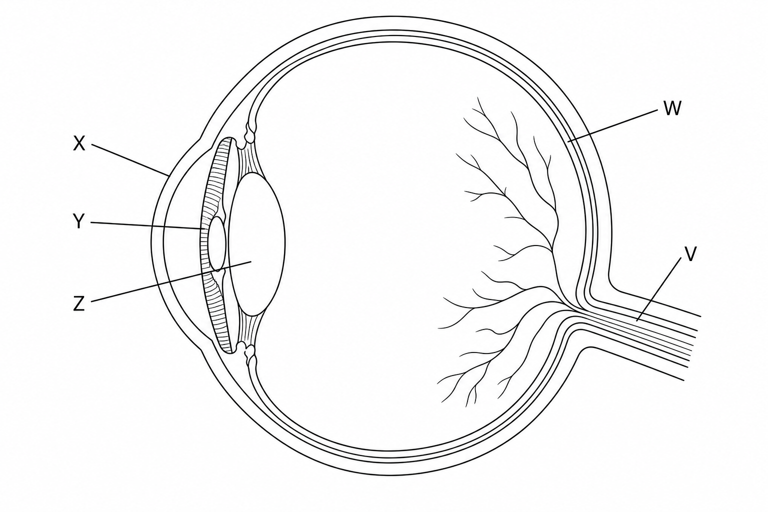 Figure 1: Cross-section of the human eye