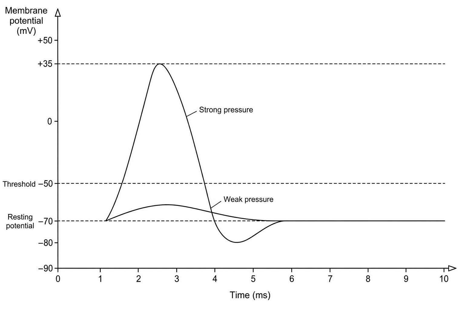 Figure 1: Change in membrane potential over time following stimulation