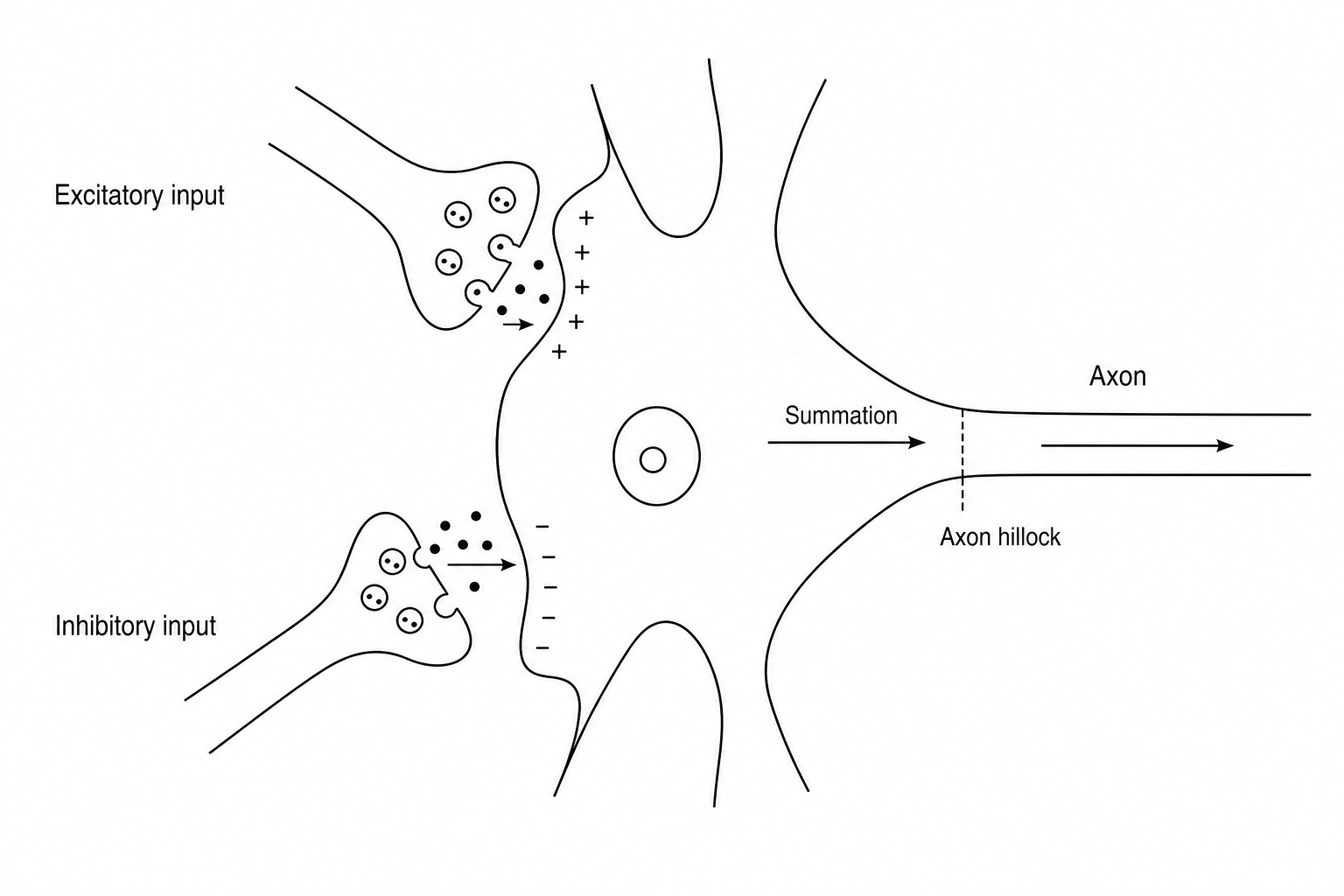 Synaptic Integration