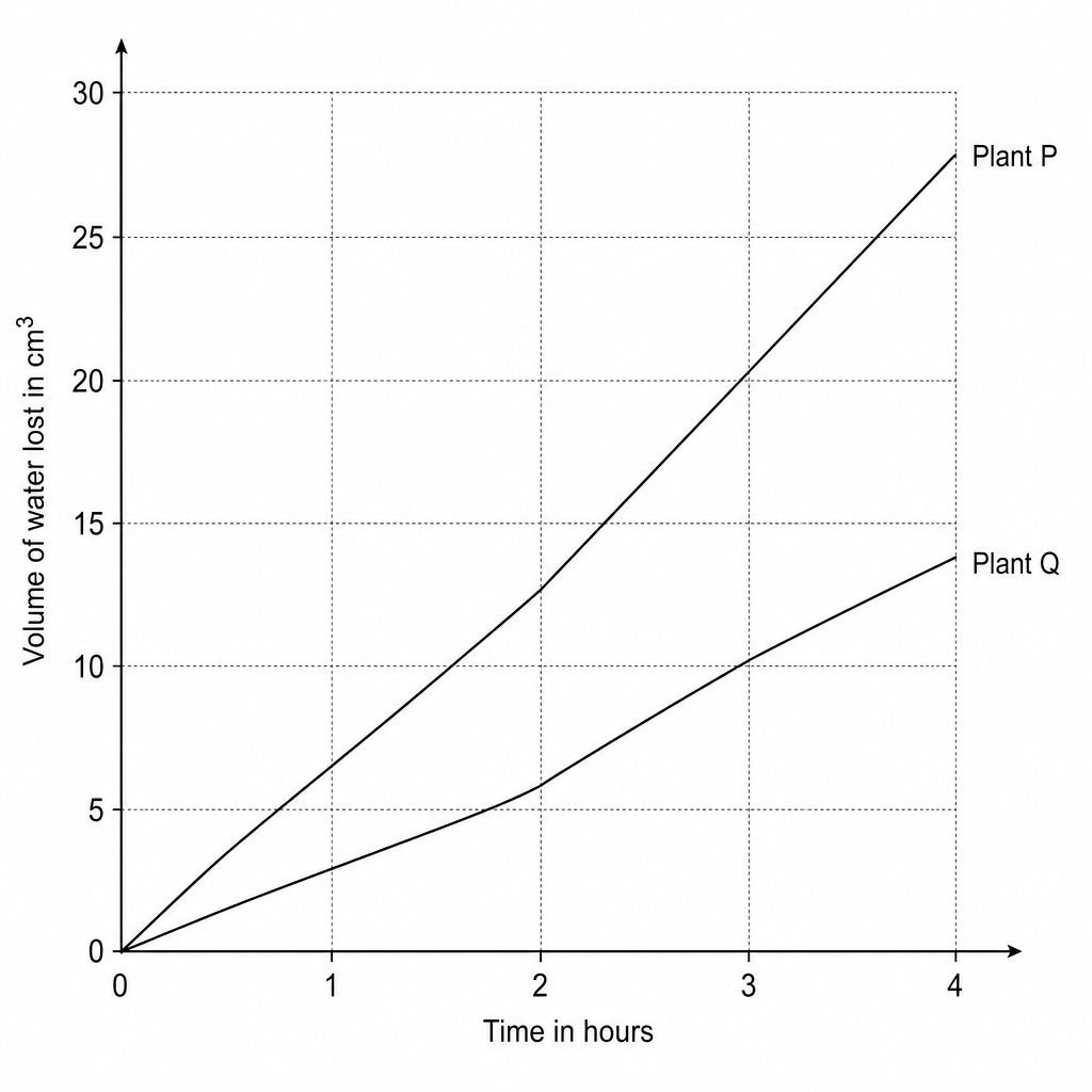 A line graph with the horizontal axis labeled 'Time in hours' ranging from 0 to 4 with major increments at 1 hour. The vertical axis is labeled 'Volume of water lost in cm³' and ranges from 0 to 30. Two lines represent Plant P and Plant Q starting at (0,0). The line for Plant P connects the points (0, 0), (2, 12), and (4, 28). The line for Plant Q connects the points (0, 0), (2, 4), and (4, 14).