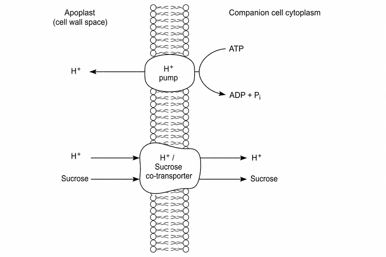 Active Loading Diagram
