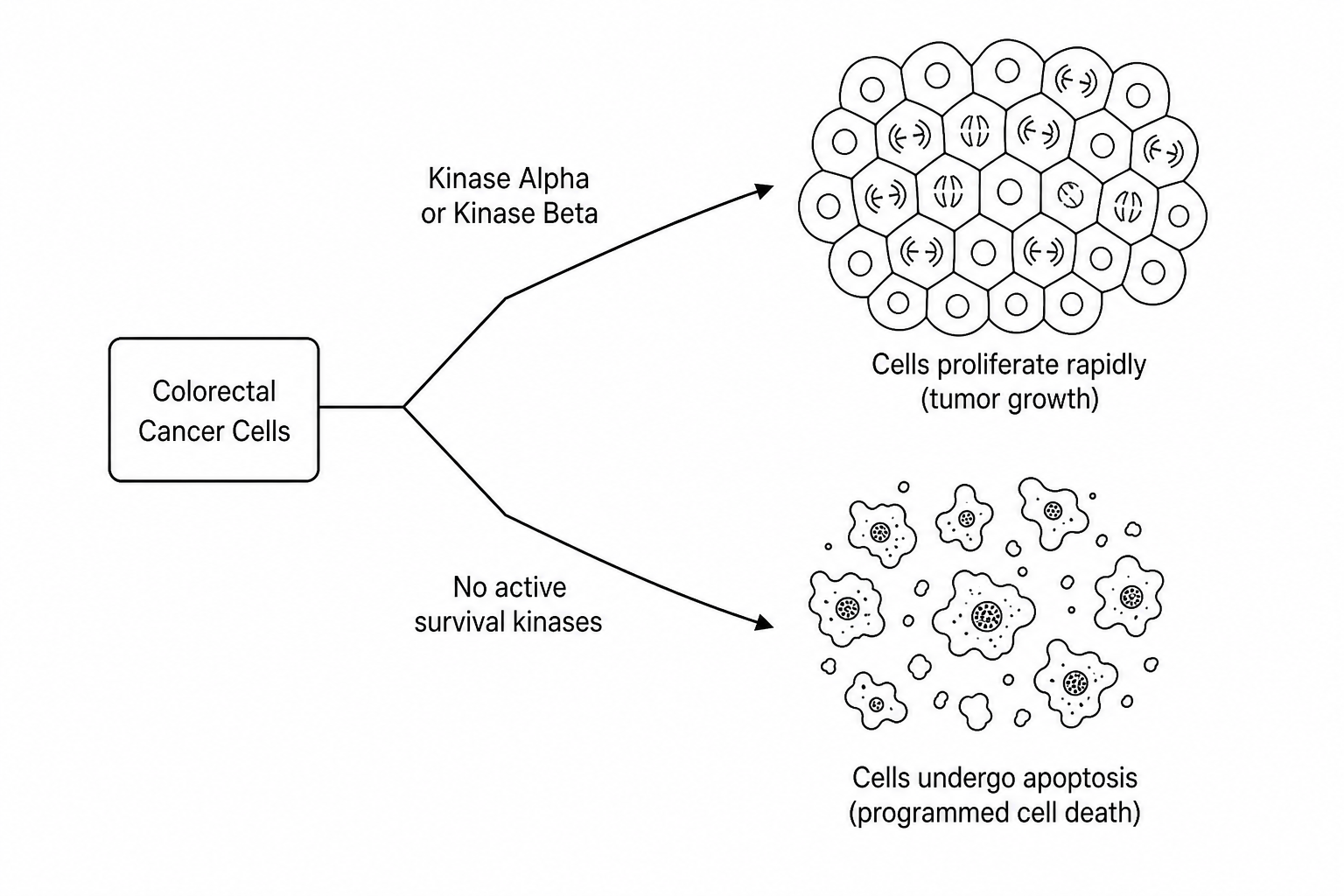 Colorectal cancer signaling pathway