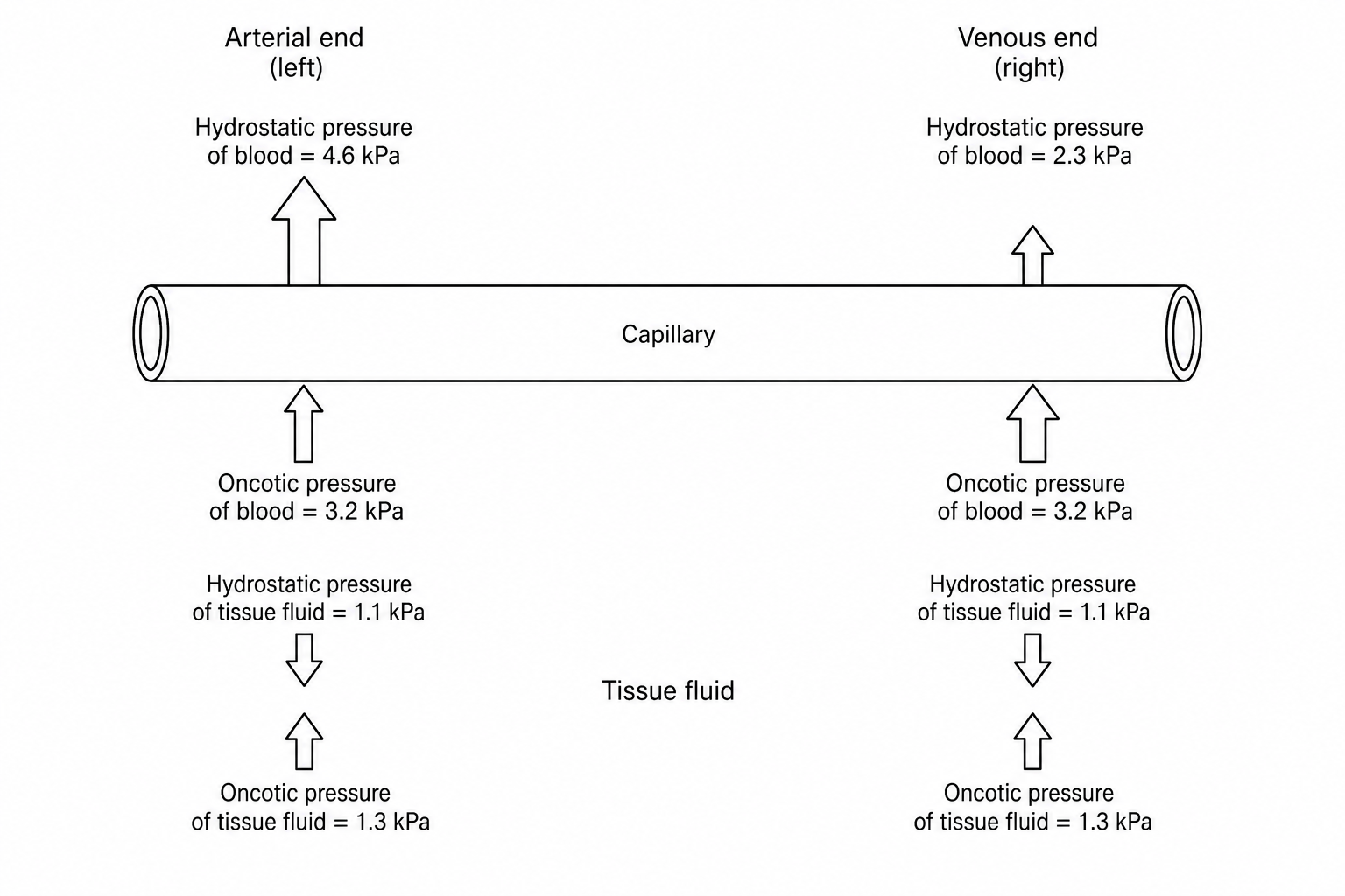 Capillary fluid exchange