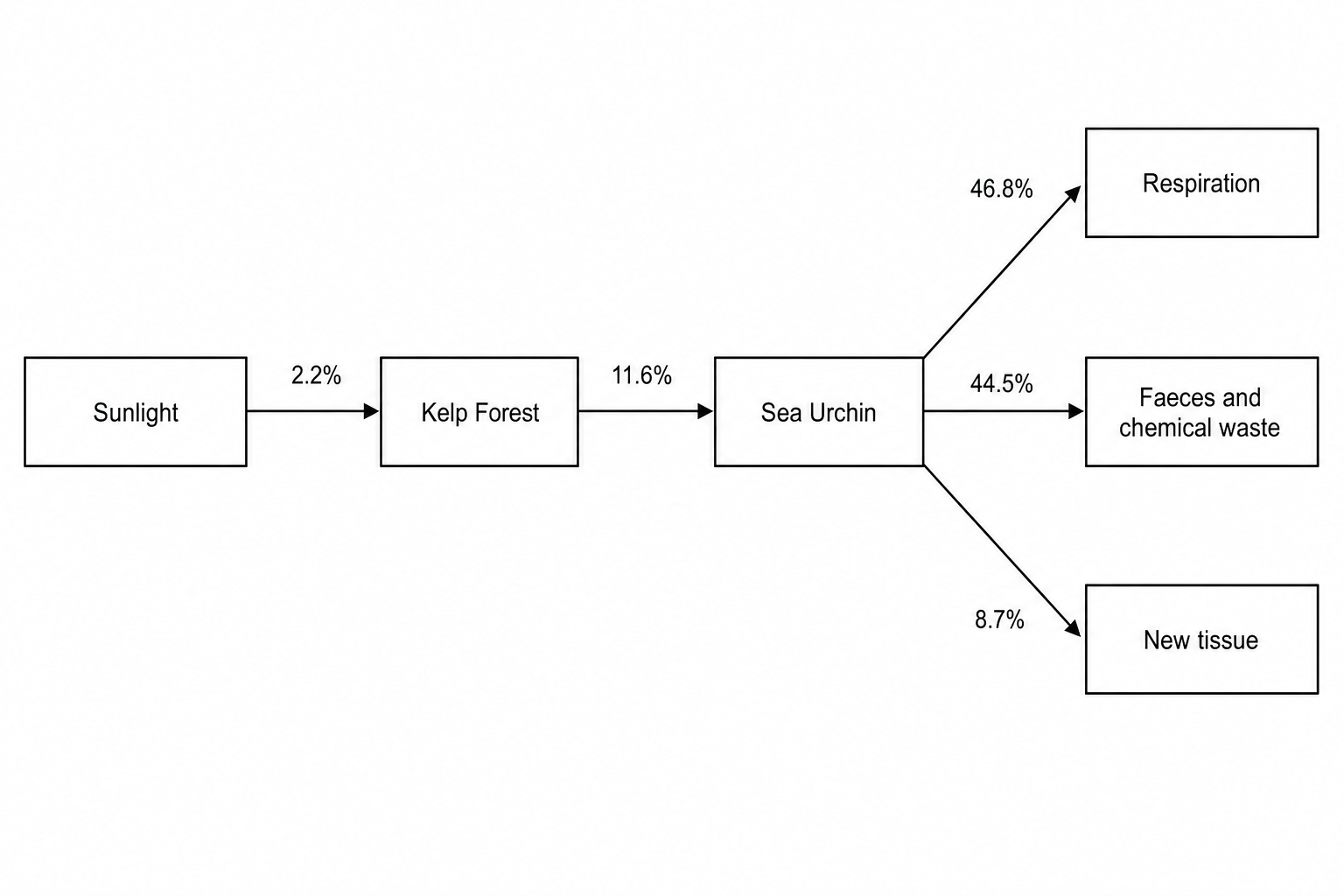 Figure 1: Energy transfer in a kelp forest ecosystem