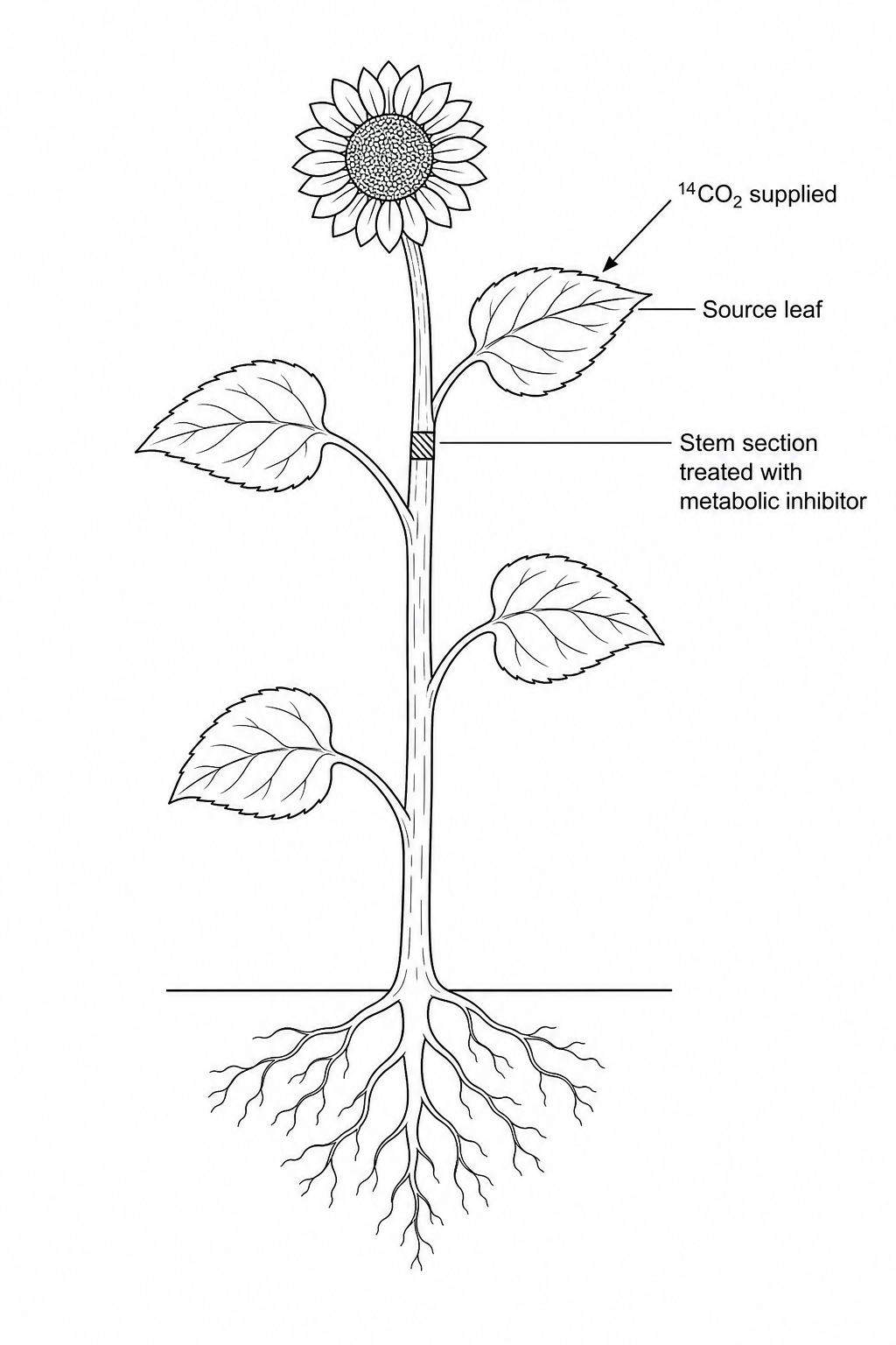 Sunflower transport experiment