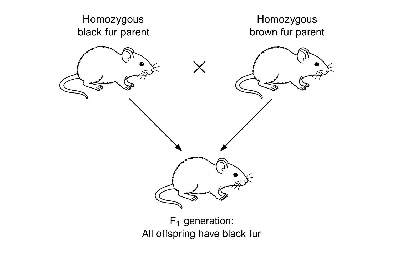 Diagram showing a genetic cross of a black-furred parent mouse and a brown-furred parent mouse, producing offspring that all have black fur.