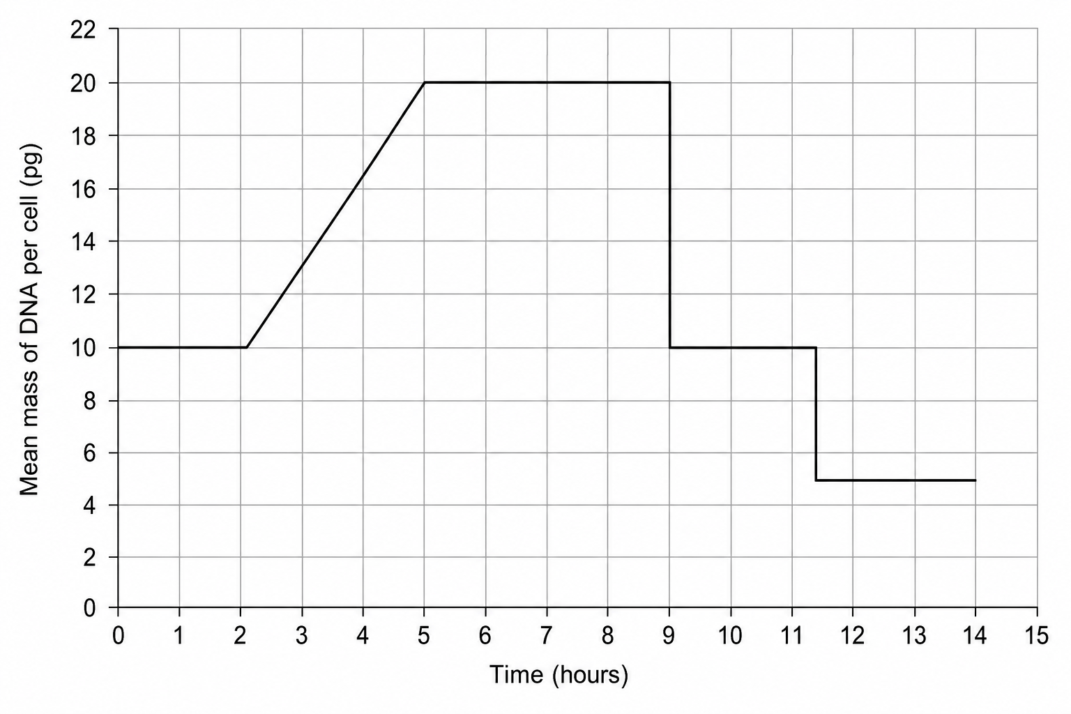 Mean mass of DNA per cell over time during meiosis