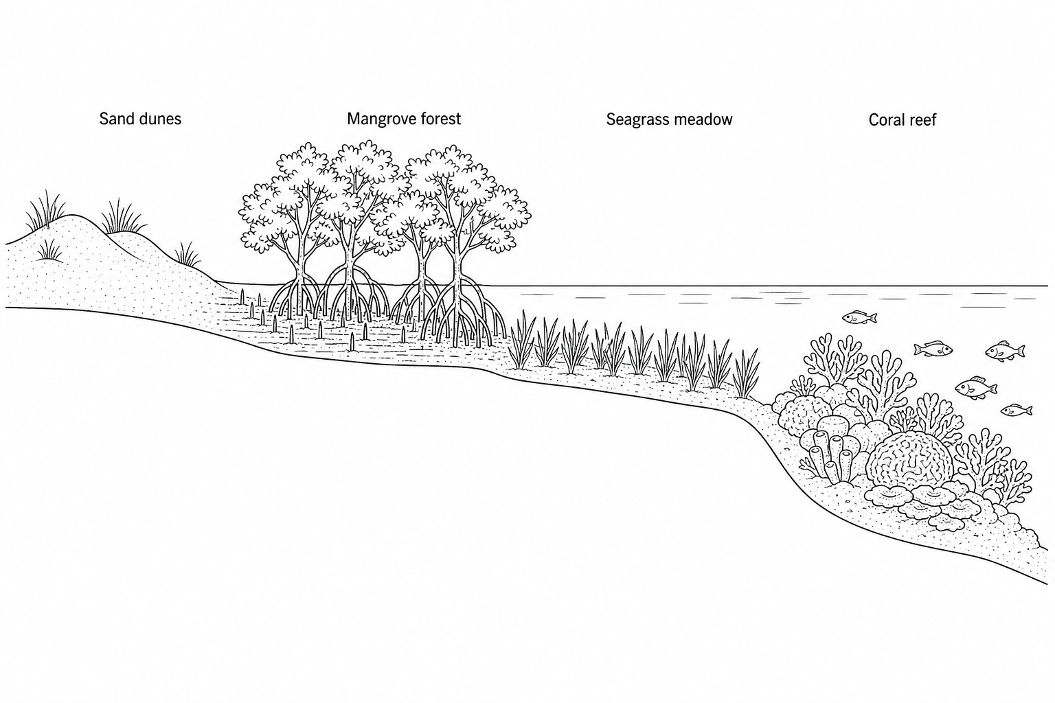Figure 2: A profile diagram of a tropical coastline showing various ecosystems spanning from the land to the ocean. From left to right: dry land with sand dunes, an intertidal zone containing a dense mangrove forest, a shallow lagoon containing a seagrass meadow, and an offshore area containing a barrier coral reef.