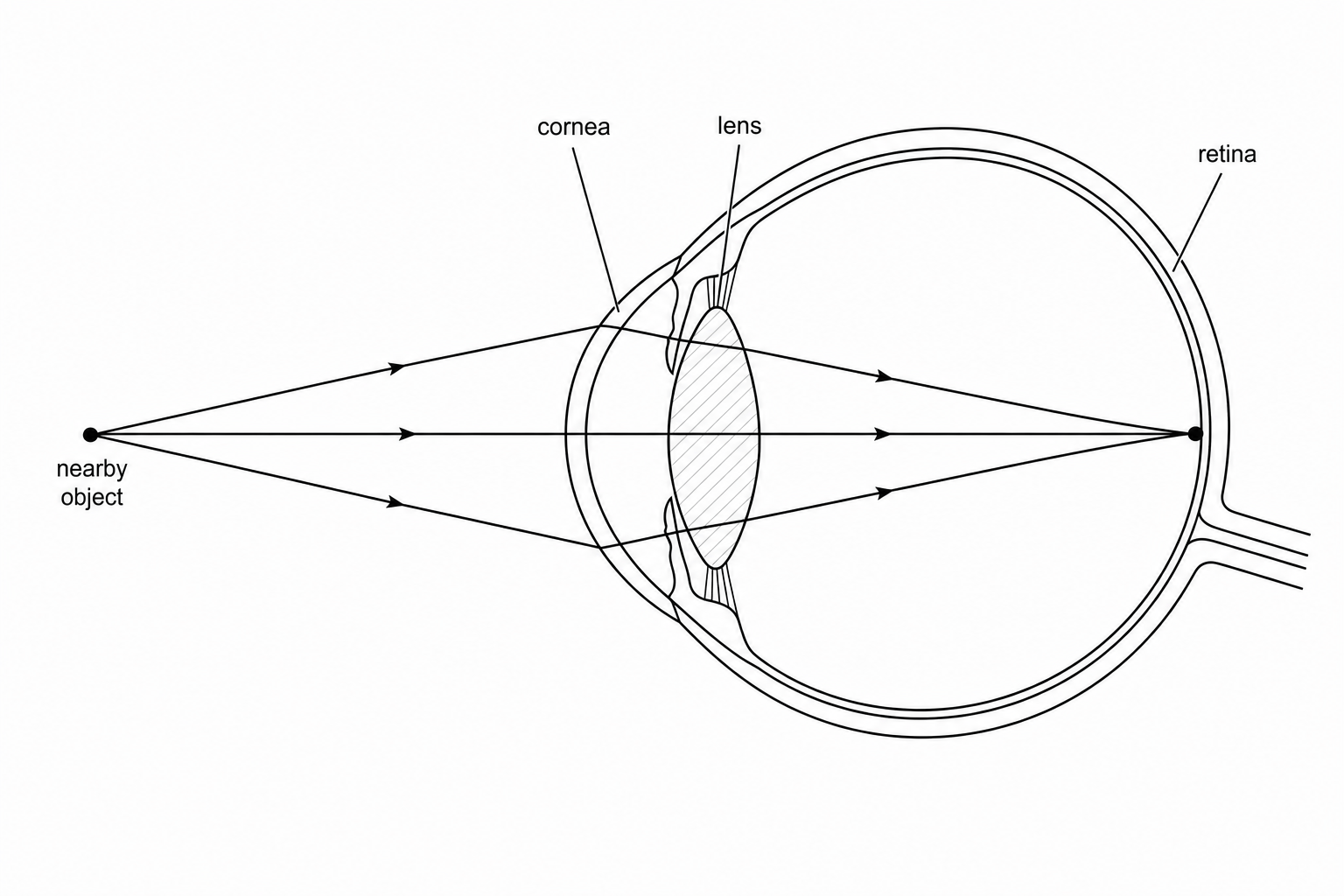 A diagram showing a cross-section of a human eye. Light rays diverge from a single point source close to the left side of the eye. These rays pass through the curved, transparent cornea at the front. They then pass through a thick, rounded lens. The light rays are bent strongly at both the cornea and the lens, converging to a single sharp point exactly on the retina at the back of the eye. Correctly labelled parts include the cornea, lens, and retina.