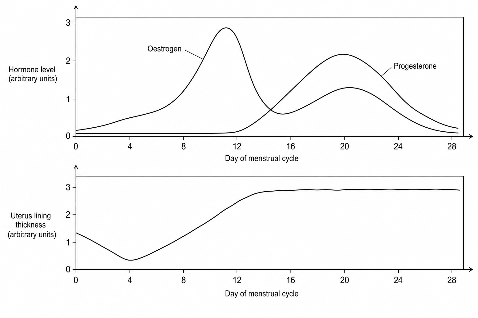Figure 1: A graph showing the changes in the thickness of the uterus lining and the level of ovarian hormones, specifically oestrogen and progesterone, during a 28-day menstrual cycle. Oestrogen levels begin to rise around day 5 and peak around day 13. The lining of the uterus is shed during days 1 to 4, and then steadily increases in thickness from day 5 to day 14.