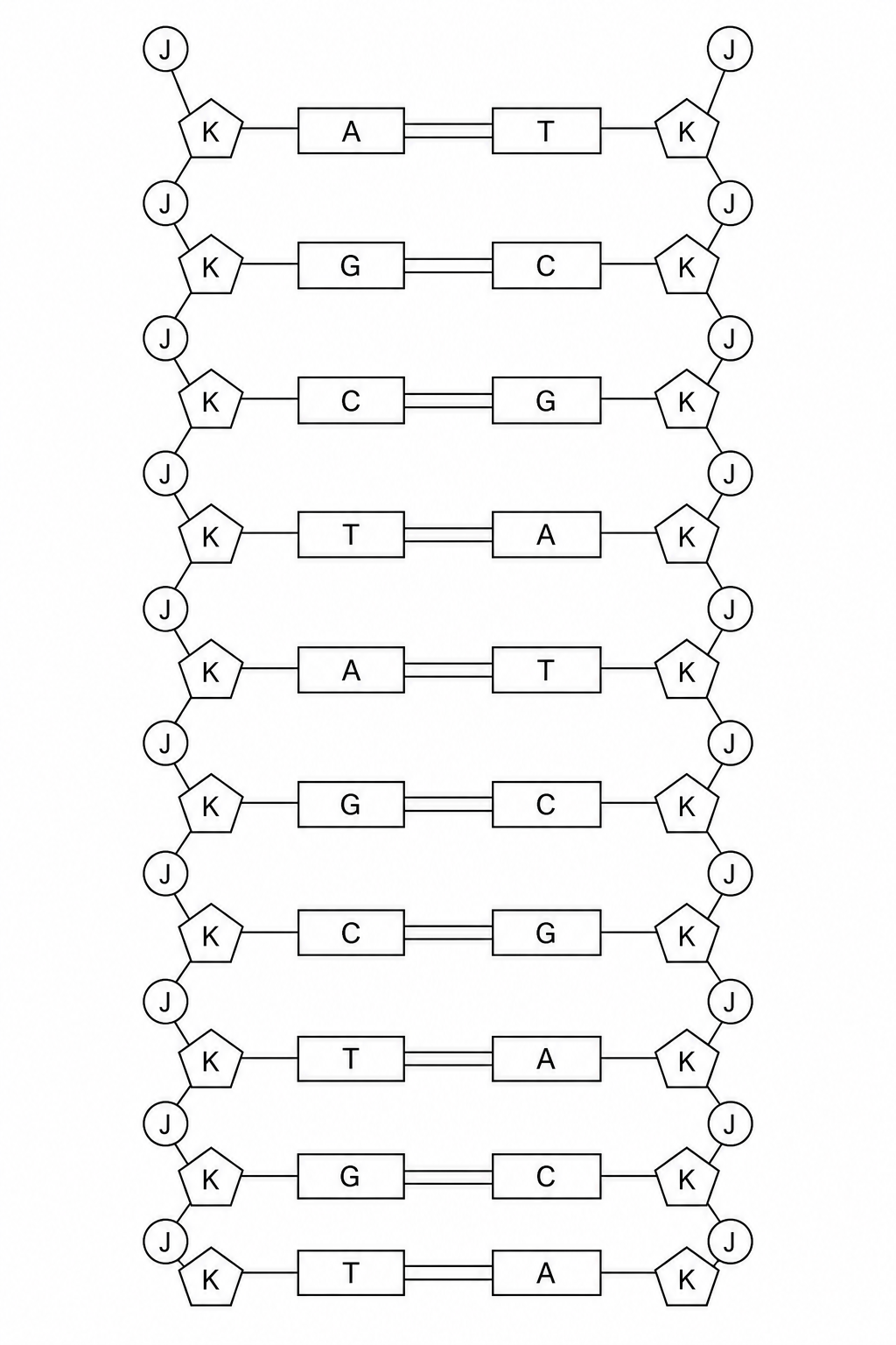 DNA Section during replication