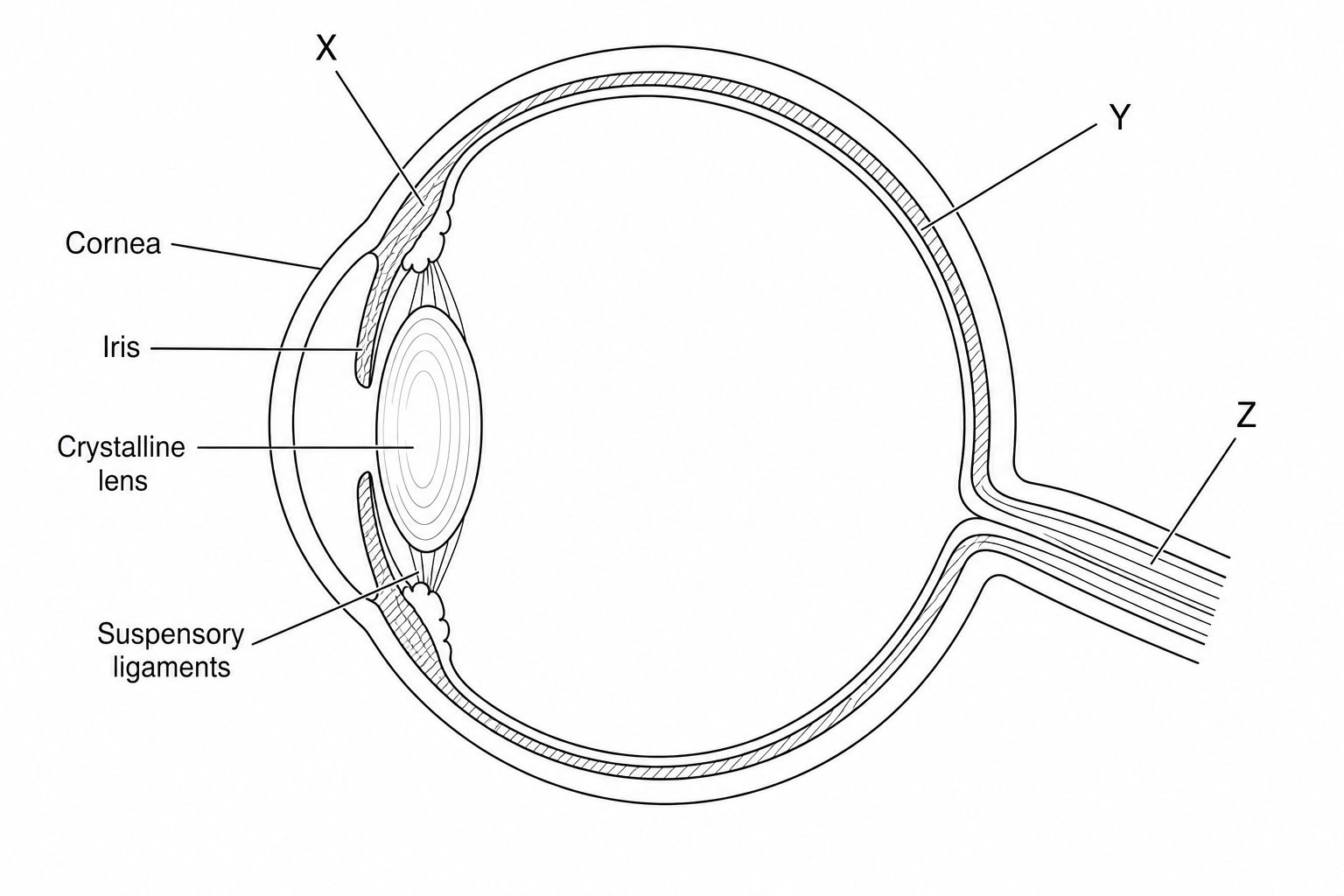 Cross-section diagram of the human eye showing various parts
