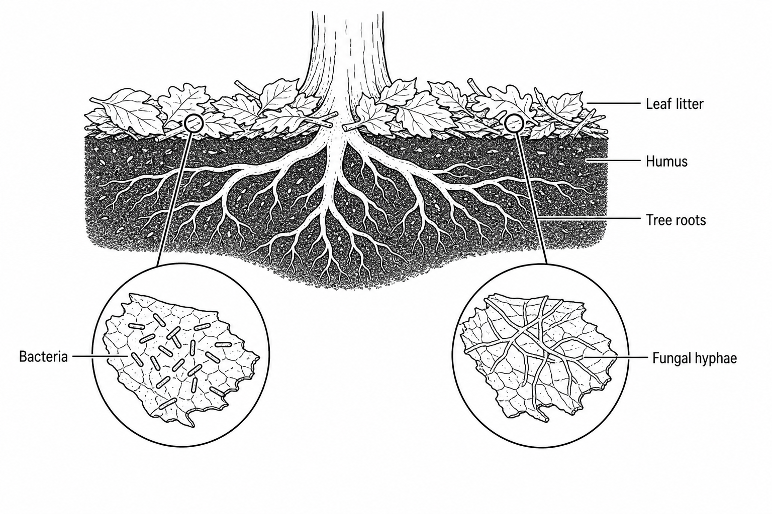 A cross-section diagram of a forest floor. At the top is a layer of fallen leaves (leaf litter). Beneath the leaf litter is a dark layer of rich soil (humus) with roots of a living deciduous tree spreading through it. Zoom circles highlight microscopic bacteria and fungal hyphae growing on and within the decaying leaf tissue.
