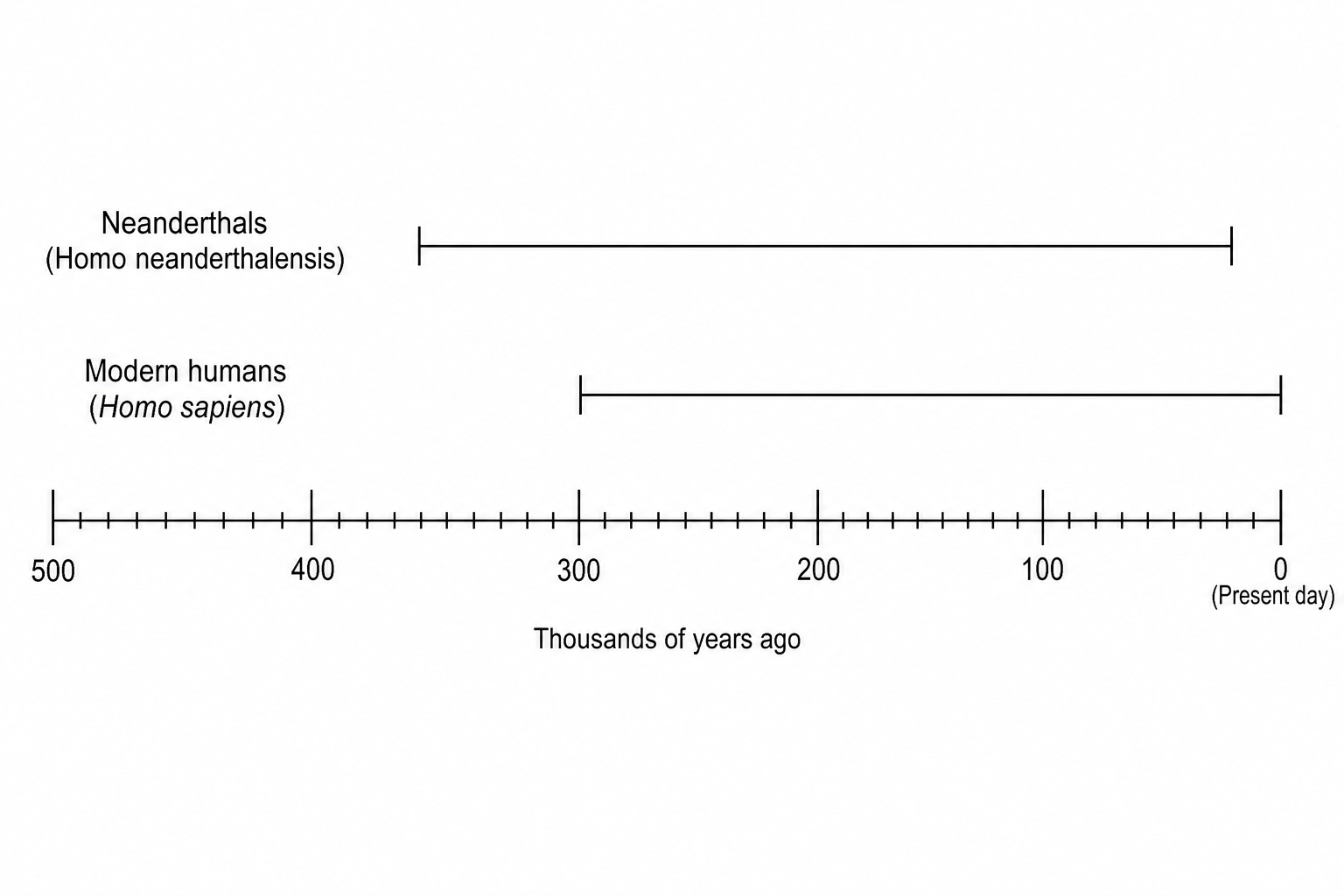 A timeline graph showing the existence periods of Neanderthals and modern humans. The horizontal axis is labeled 'Thousands of years ago' and goes from 500 on the left to 0 (labeled 'Present day') on the right. There are major grid lines at intervals of 100 thousand years (500, 400, 300, 200, 100, 0), with 10 small grid subdivisions between each major division, so each small grid square represents 10 thousand years. Neanderthals are represented by a horizontal bar starting at 400 thousand years ago and ending exactly 4 small grid squares to the left of 0 (which corresponds to 40 thousand years ago). Modern humans are represented by a horizontal bar starting at 300 thousand years ago and ending at 0 (the present day).