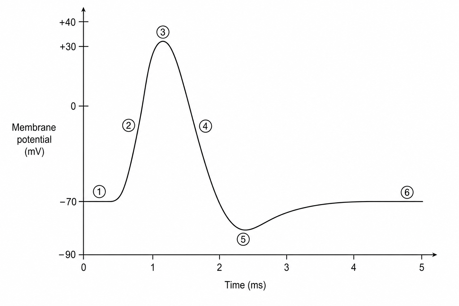 Action potential graph
