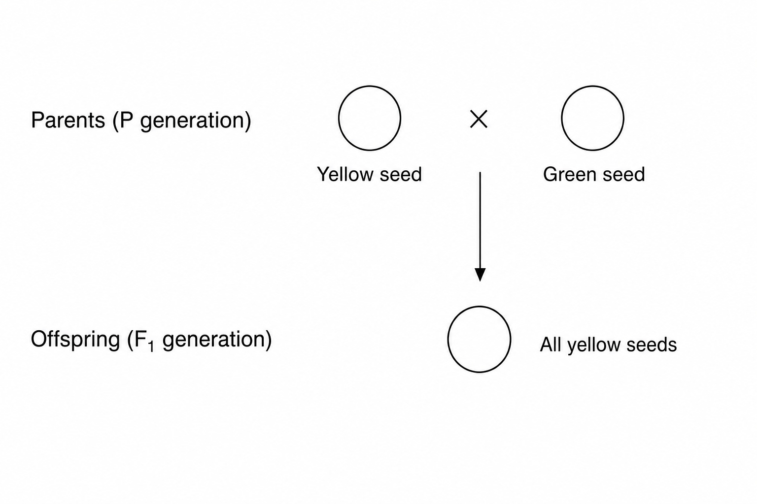 Pea plant genetic cross diagram showing parents with yellow and green seeds producing offspring with all yellow seeds
