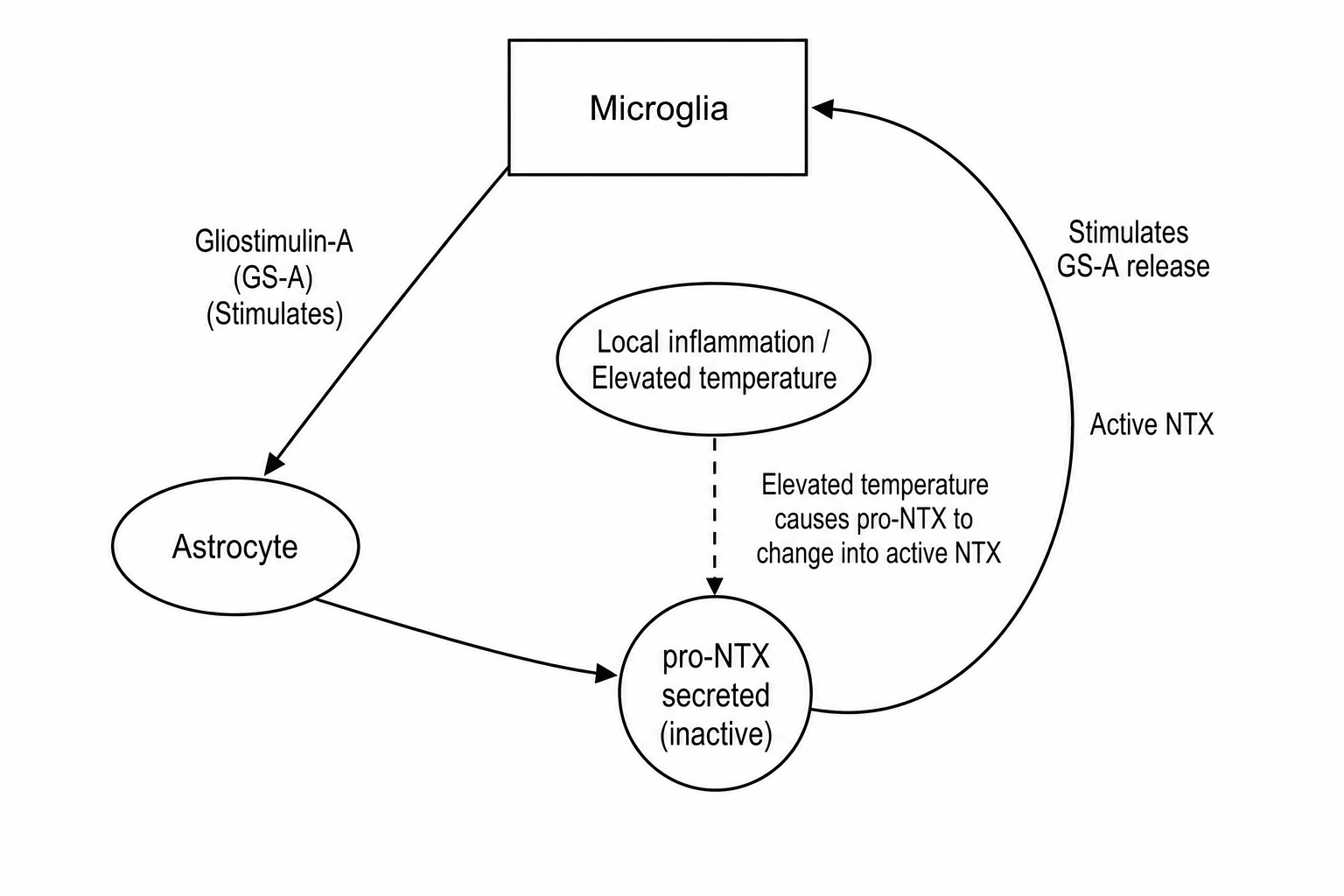 A schematic biological flowchart illustrating a positive feedback loop.