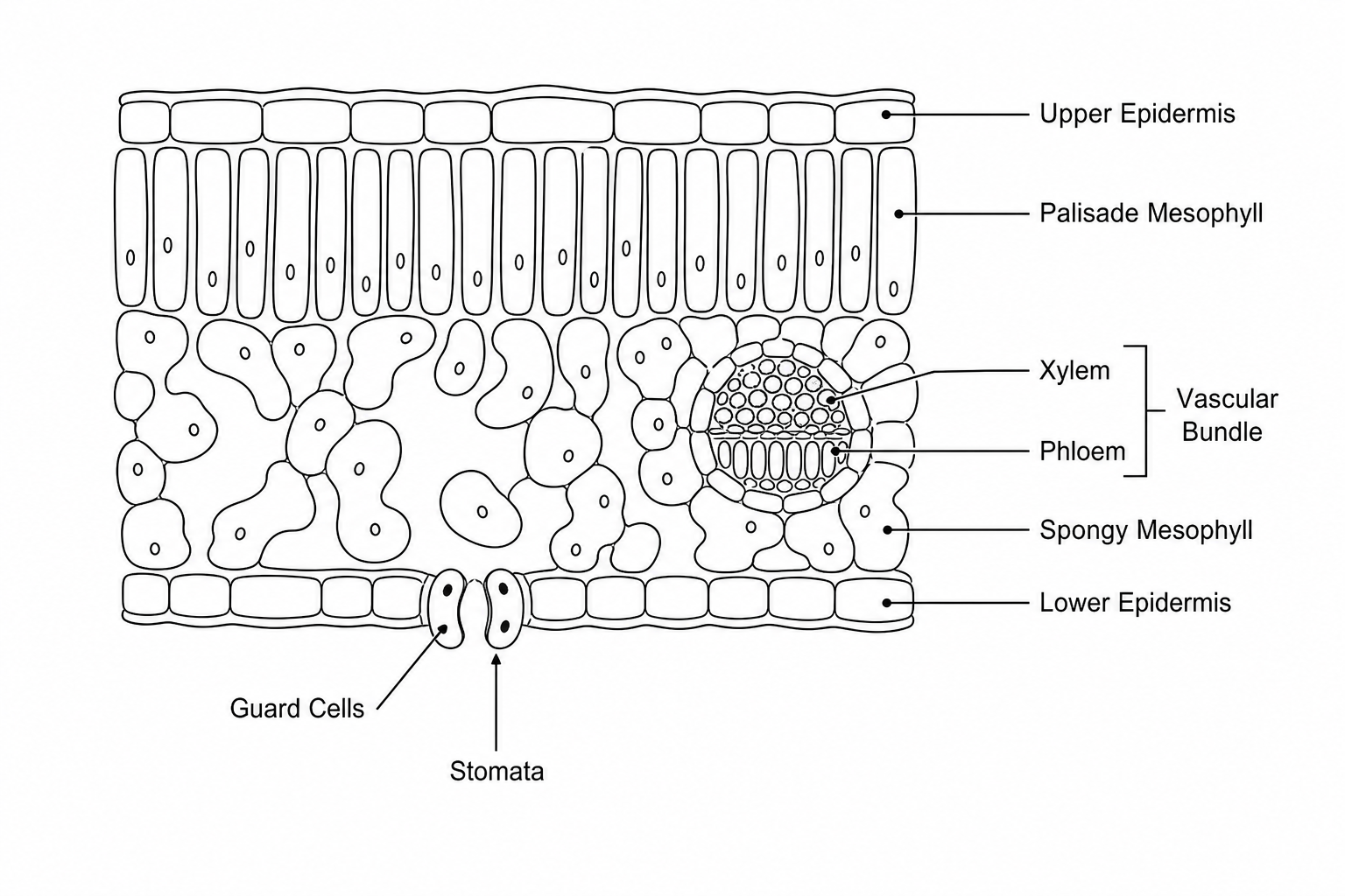 Cross-section of a leaf showing plant tissues