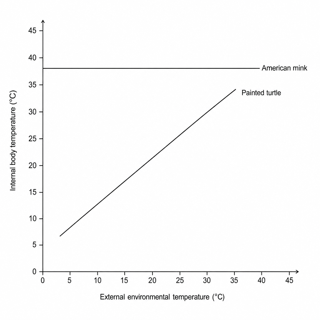 Body Temperature Graph