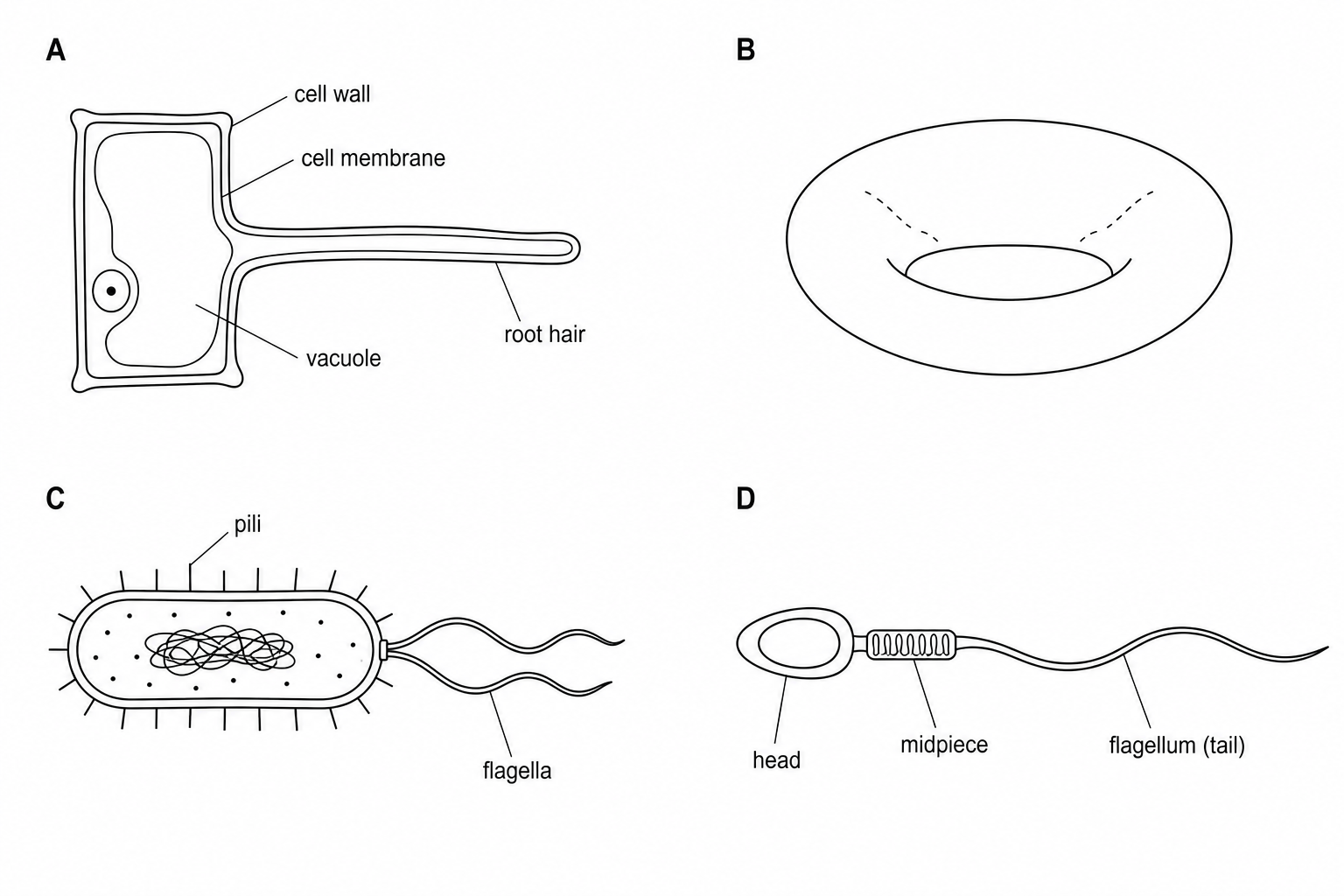 Diagrams of cells
