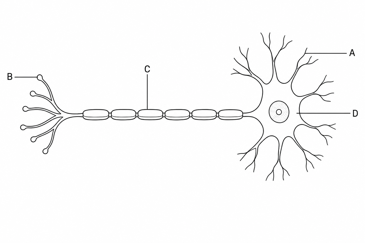 Diagram of a motor neurone with labels A, B, C, and D