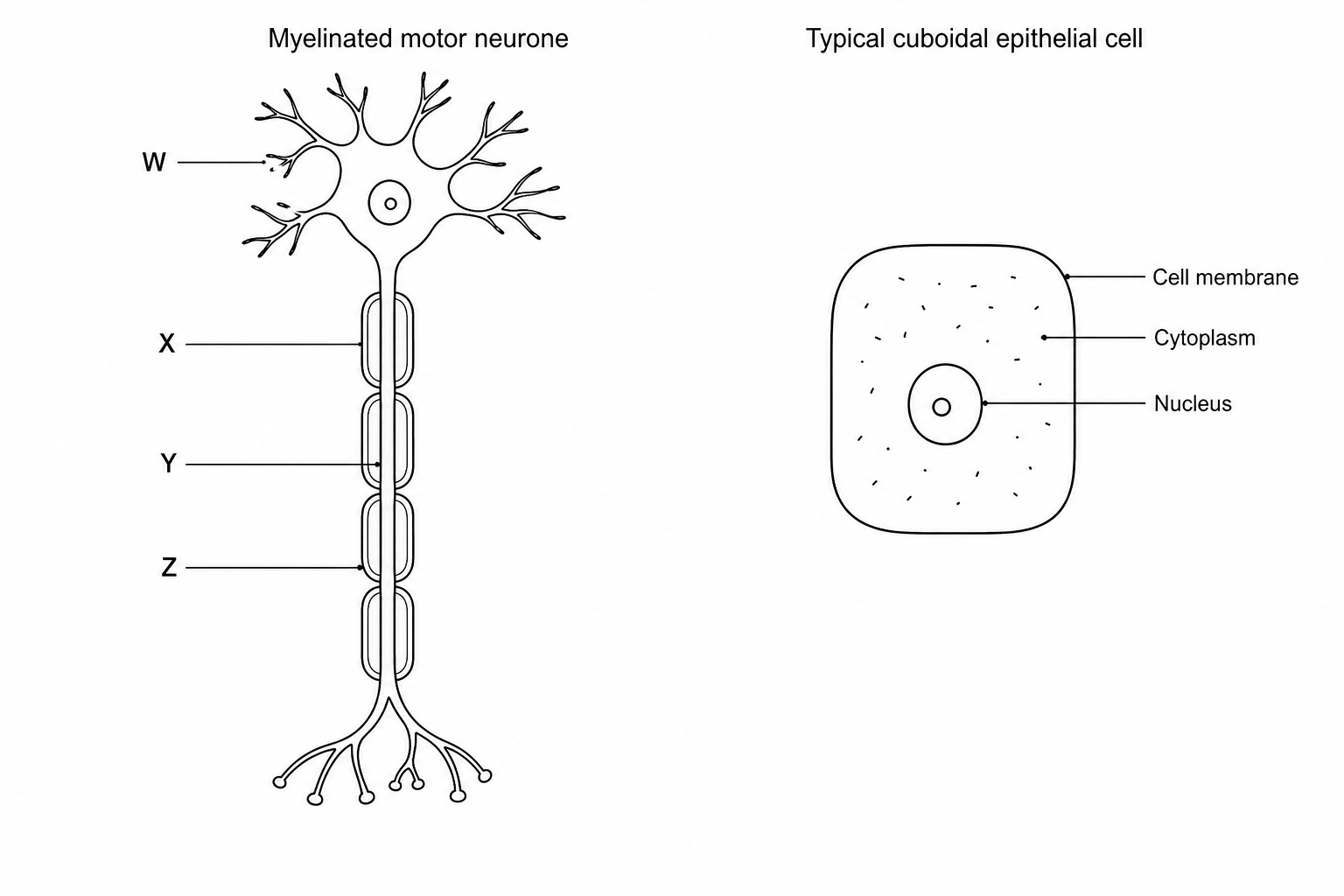 Myelinated motor neurone and cuboidal epithelial cell comparison