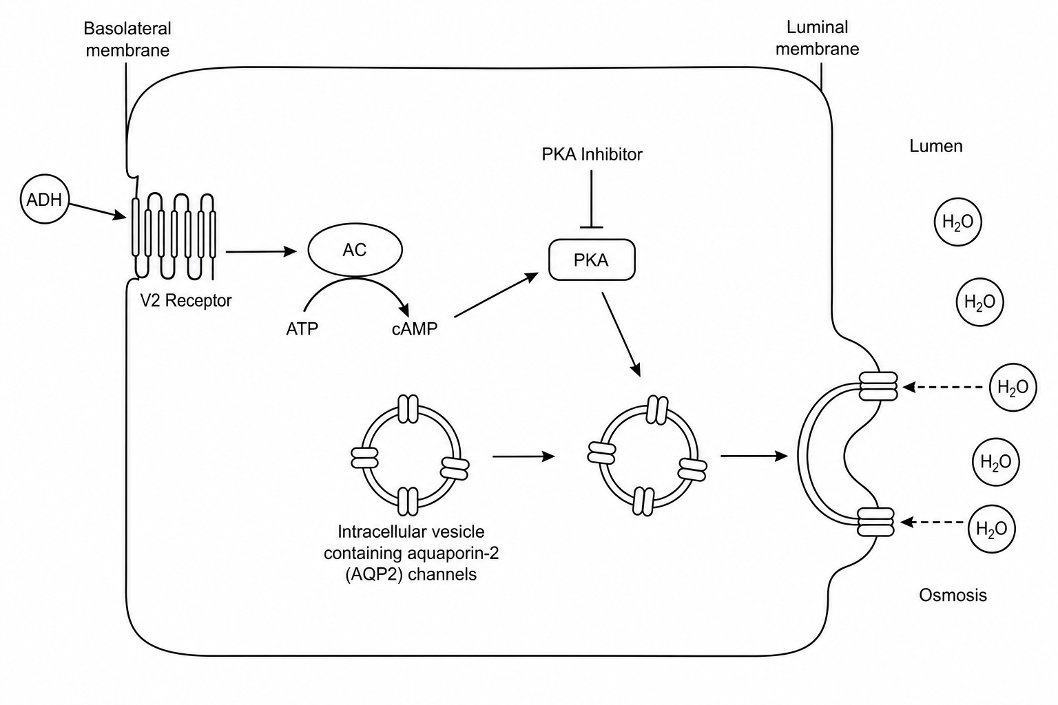 Intracellular signaling pathway in a renal collecting duct cell