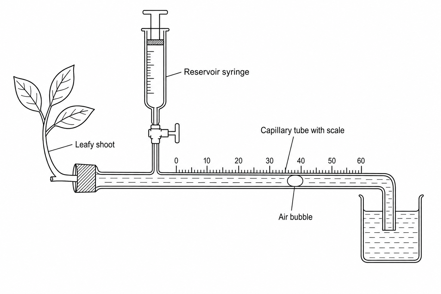 Potometer experimental setup