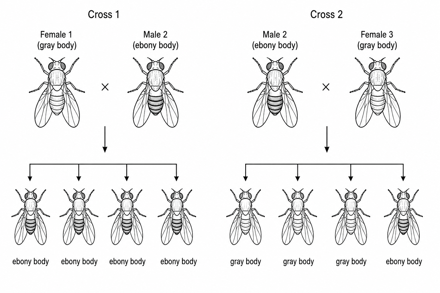 A genetic diagram showing two crosses of fruit flies.