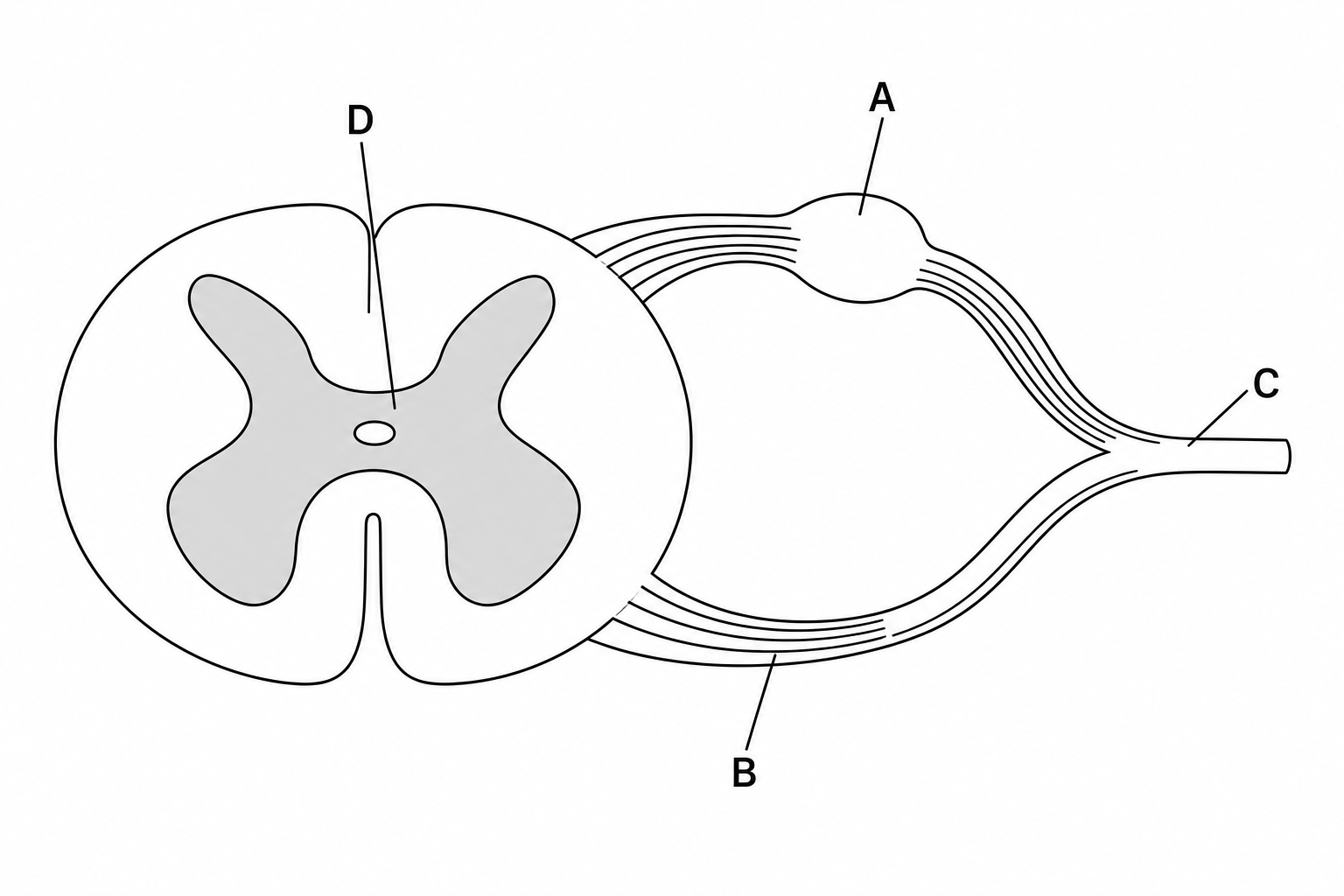Cross-section of the spinal cord and nerve roots