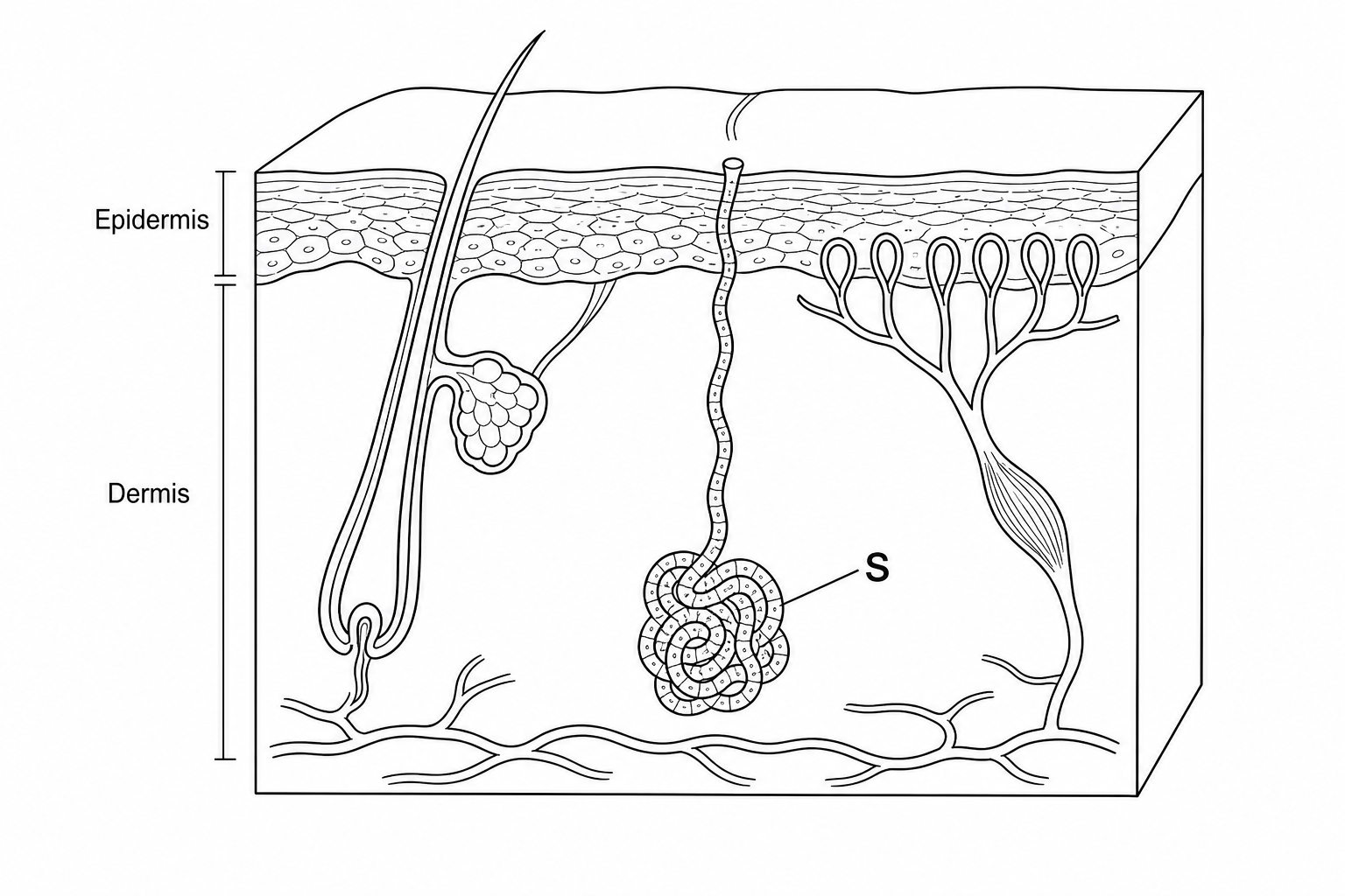 A simplified 3D cross-sectional diagram of human skin displaying the outer epidermis and the inner dermis layers. A coiled tubular gland located deep in the dermis, with a duct leading up to a pore on the skin's surface, is clearly labeled 'S'. Other unlabeled structures like hair follicles and capillary loops are also visible in the background.