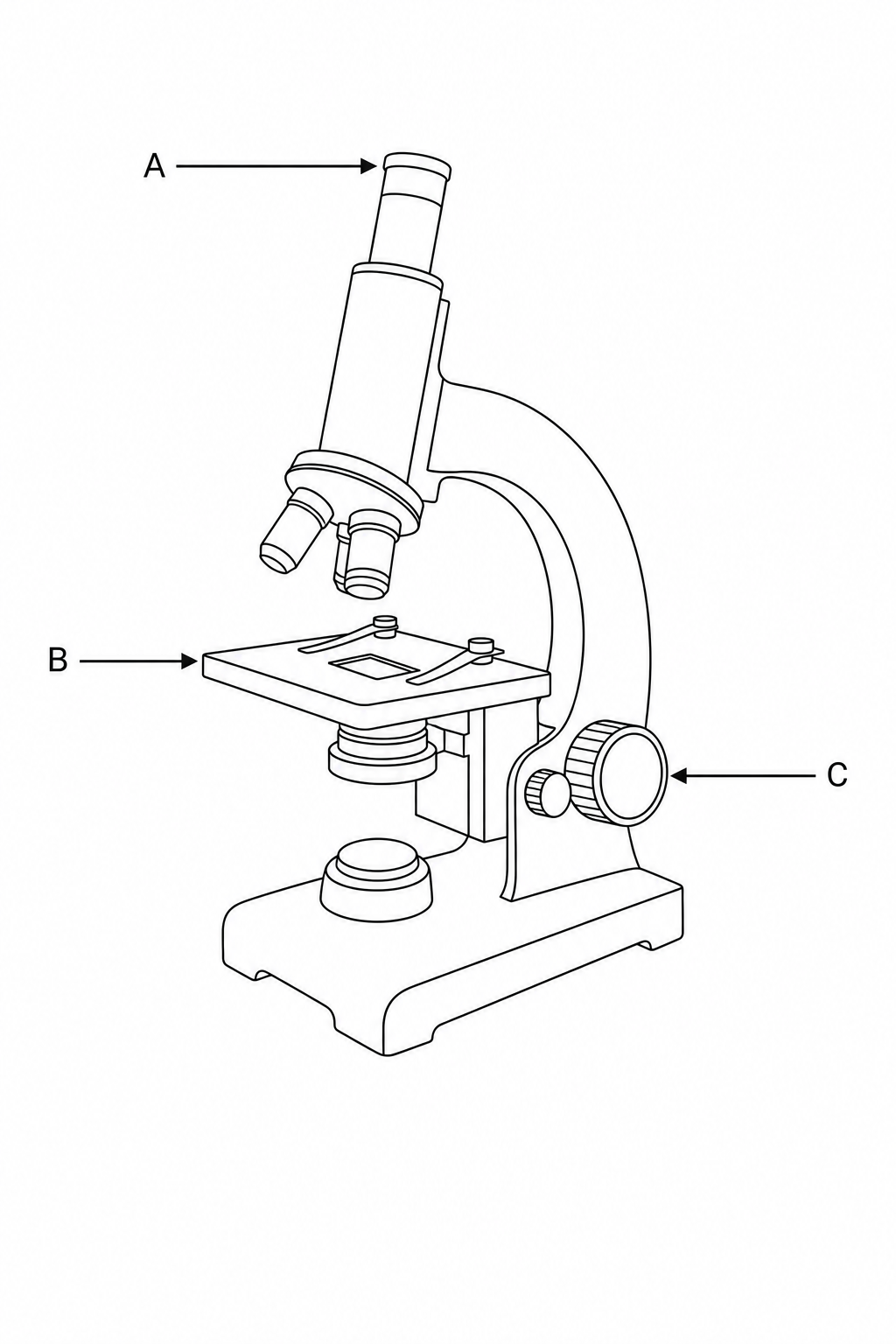 A line diagram of a laboratory light microscope. Arrow A points to the eyepiece lens, Arrow B points to the stage, and Arrow C points to the coarse focus knob.
