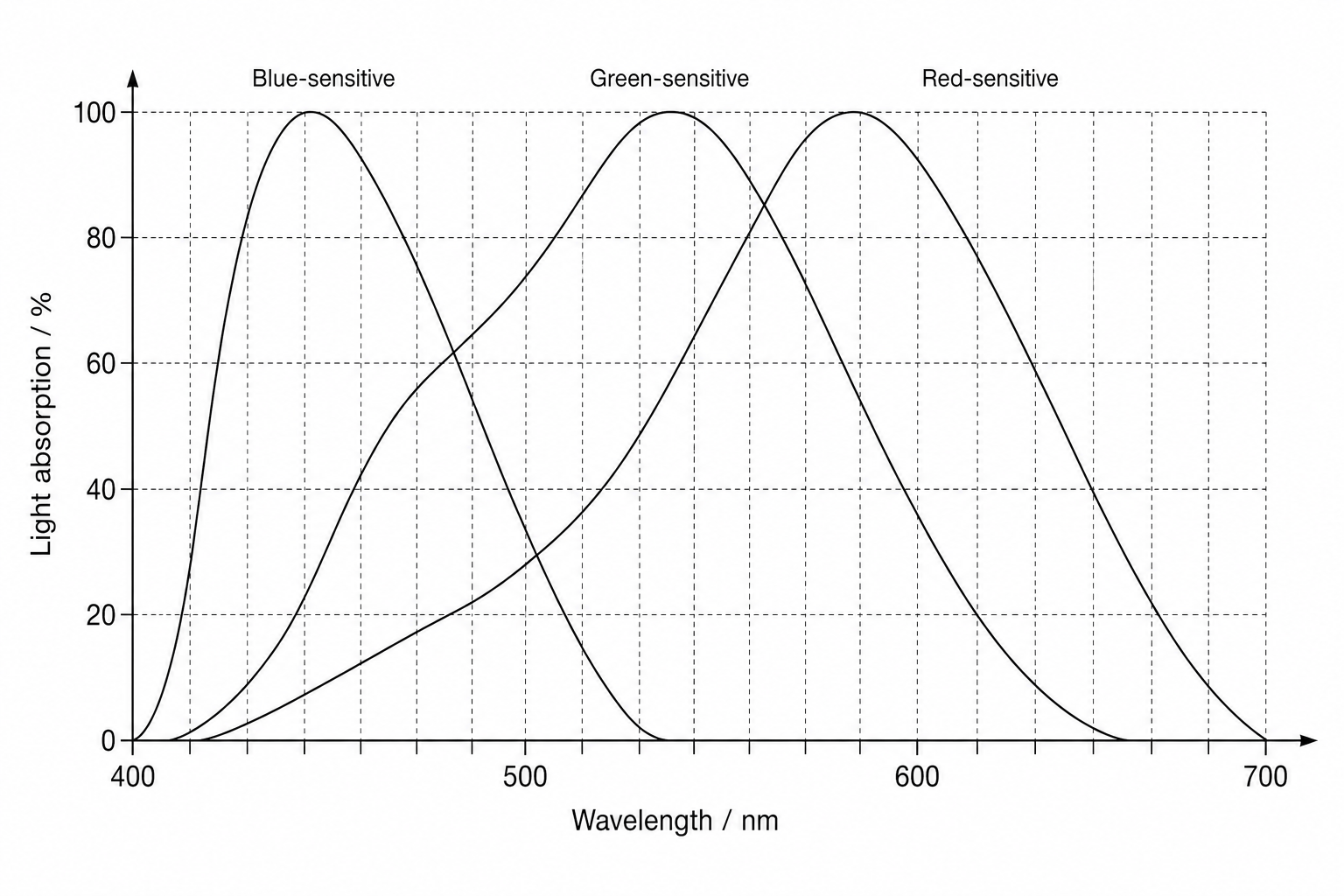 A line graph showing the percentage of maximum light absorption against wavelength in nanometers (nm) for three types of photoreceptor in the human retina: blue-sensitive, green-sensitive, and red-sensitive. The wavelength scale on the horizontal axis runs from 400 nm to 700 nm, with major markings every 100 nm and grid lines every 10 nm. The vertical axis represents light absorption as a percentage of maximum, with scale markings at 0, 25, 50, 75, and 100, and grid lines every 5%. The blue-sensitive photoreceptors have a peak of 100% absorption at approximately 430 nm, and absorption falls to 0% at about 530 nm. The green-sensitive photoreceptors have their peak at approximately 535 nm, and absorption falls to 0% at about 650 nm. The red-sensitive photoreceptors have their peak at approximately 570 nm, and absorption falls to 0% at about 700 nm. At 480 nm, light absorption is about 55% for blue-sensitive cones, 65% for green-sensitive cones, and 20% for red-sensitive cones.