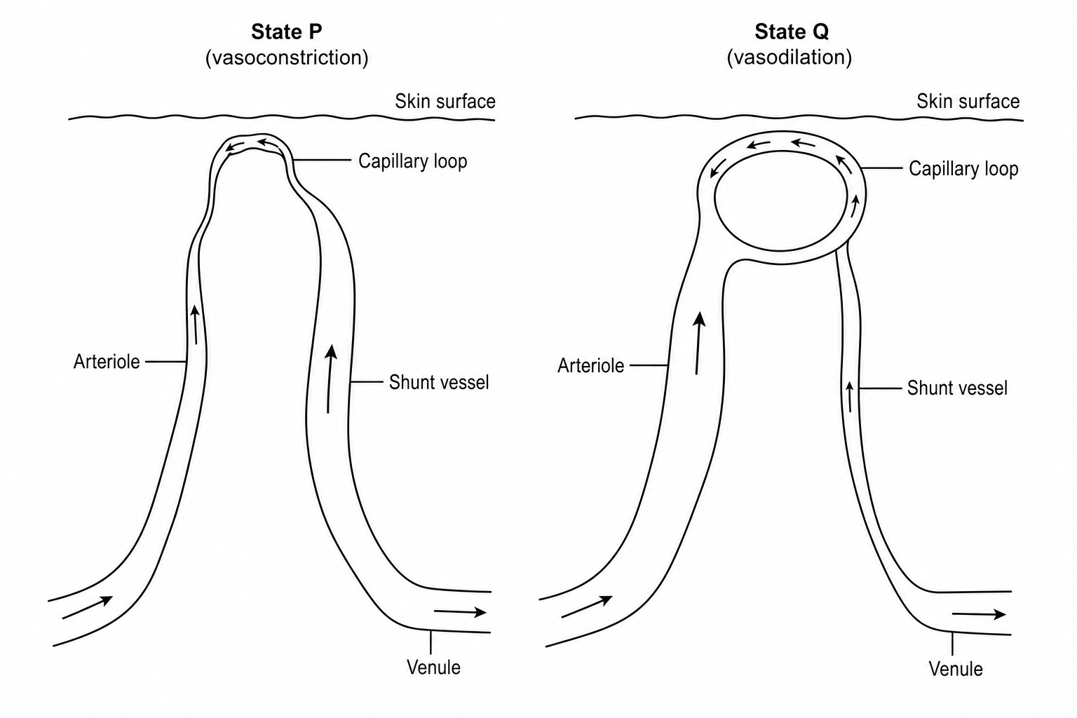 Skin microvasculature states