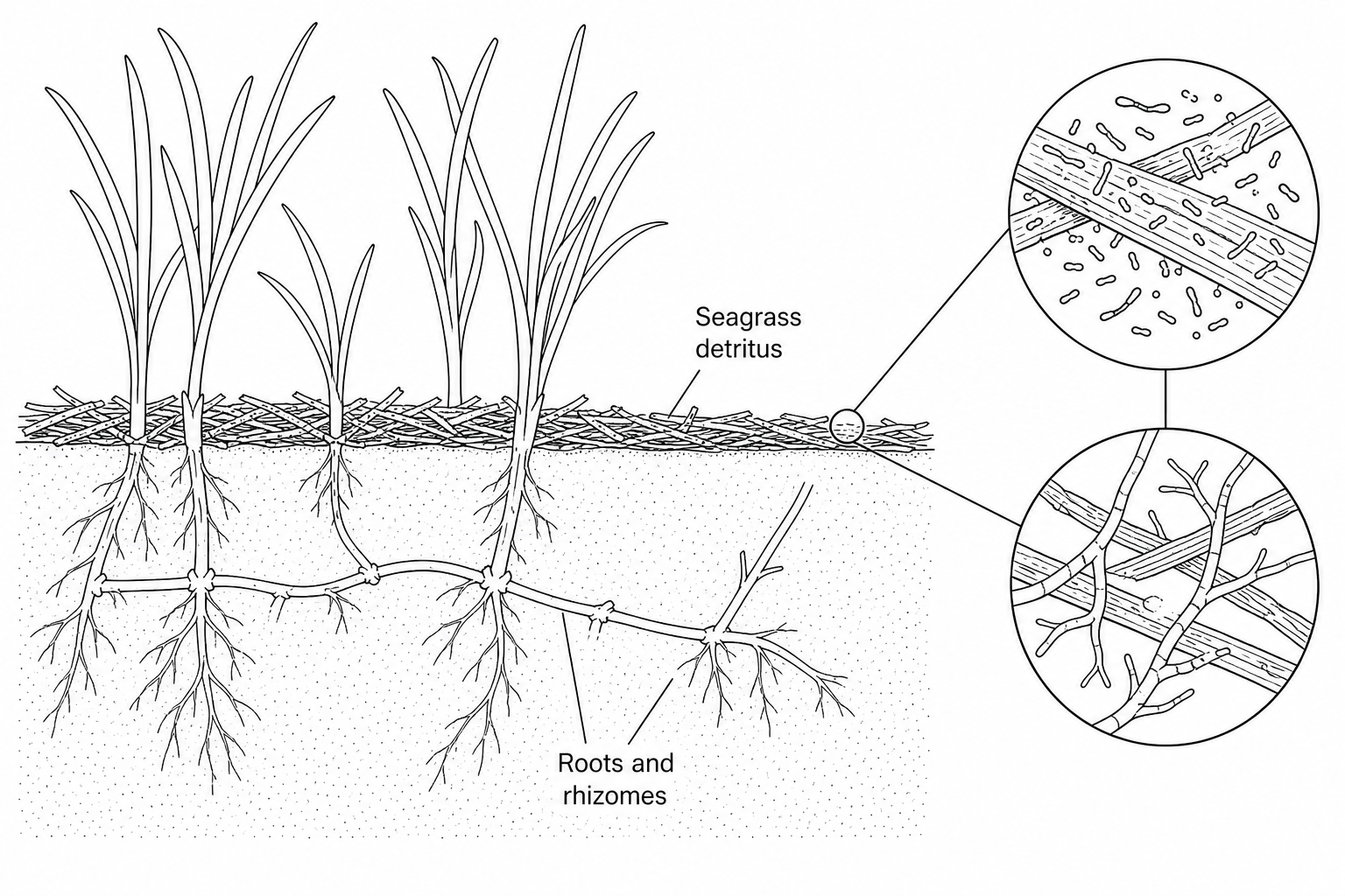 A cross-section diagram of a marine seagrass meadow floor. At the sediment surface is a layer of decaying seagrass detritus. Below the sediment surface, the roots and rhizomes of living green seagrass plants spread through the sand. Zoom circles highlight microscopic marine bacteria and fungal hyphae growing on and within the decaying seagrass tissue.