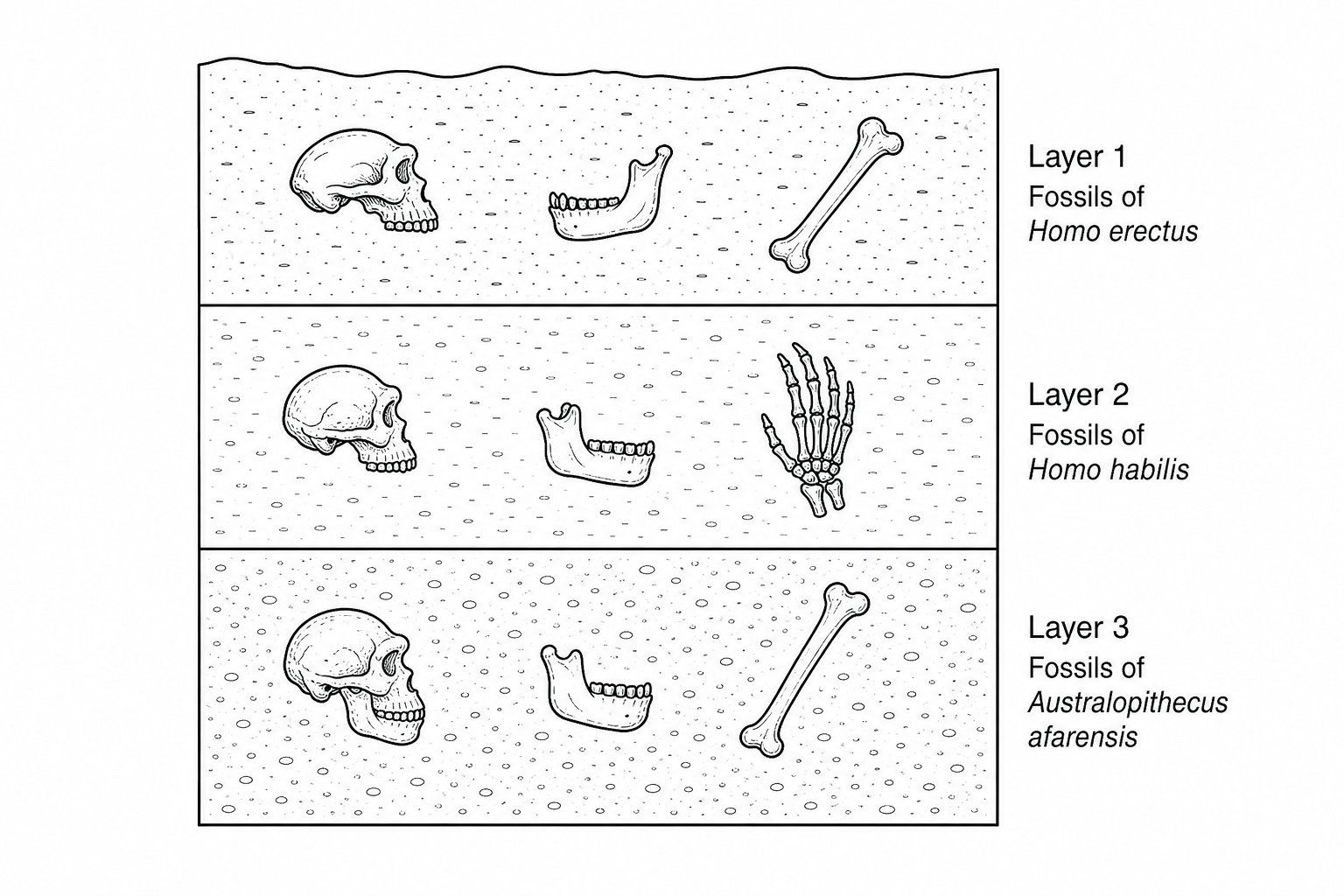 Figure 1: Simplified diagram of a sedimentary rock profile. The deepest layer, Layer 3, contains fossils of Australopithecus afarensis. The middle layer, Layer 2, contains fossils of Homo habilis. The upper layer, Layer 1, contains fossils of Homo erectus. All layers are undisturbed.