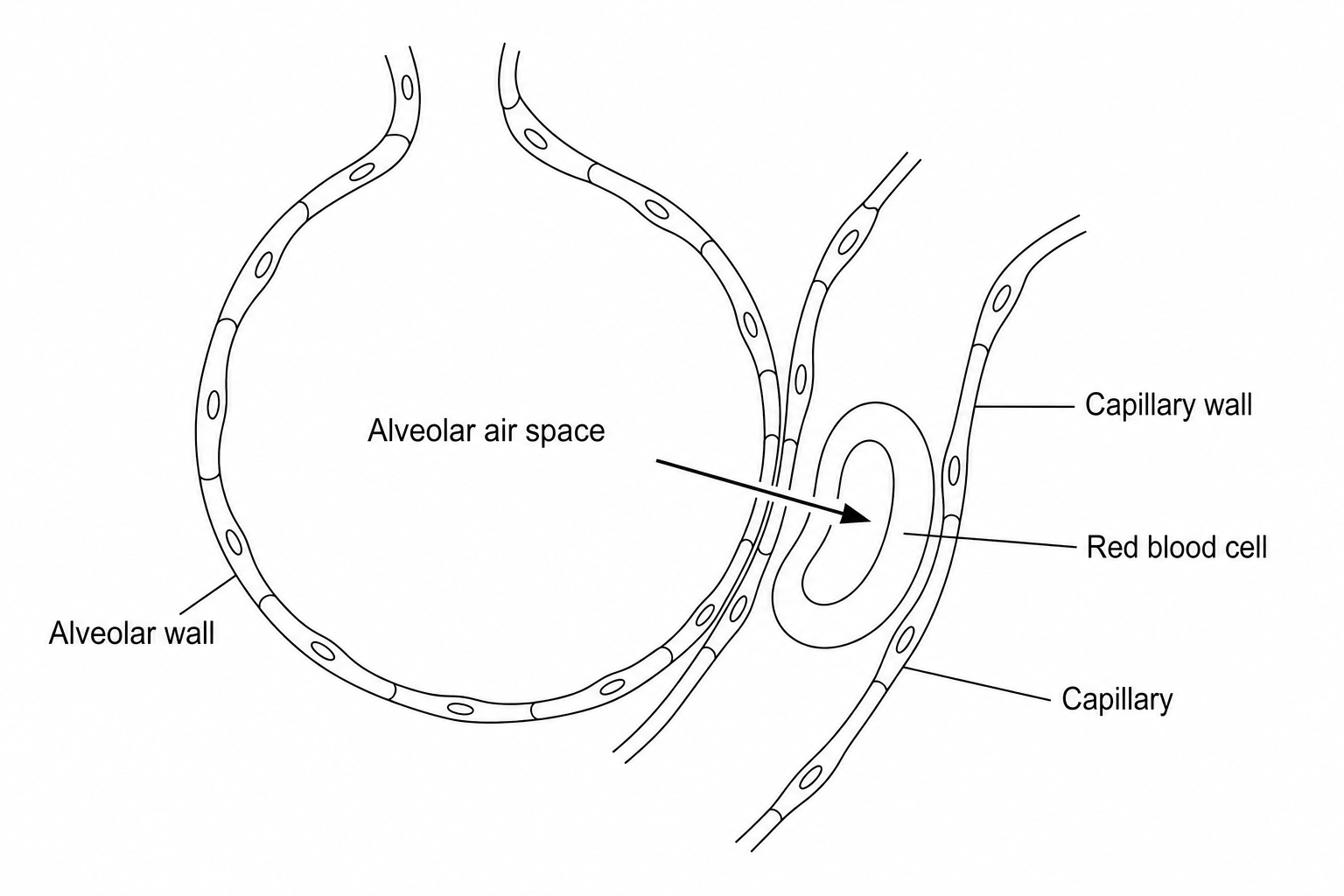 Diagram showing gas exchange between an alveolus and a capillary. An arrow indicates a gas diffusing from the air inside the alveolus, across the alveolar and capillary walls, and into a red blood cell.