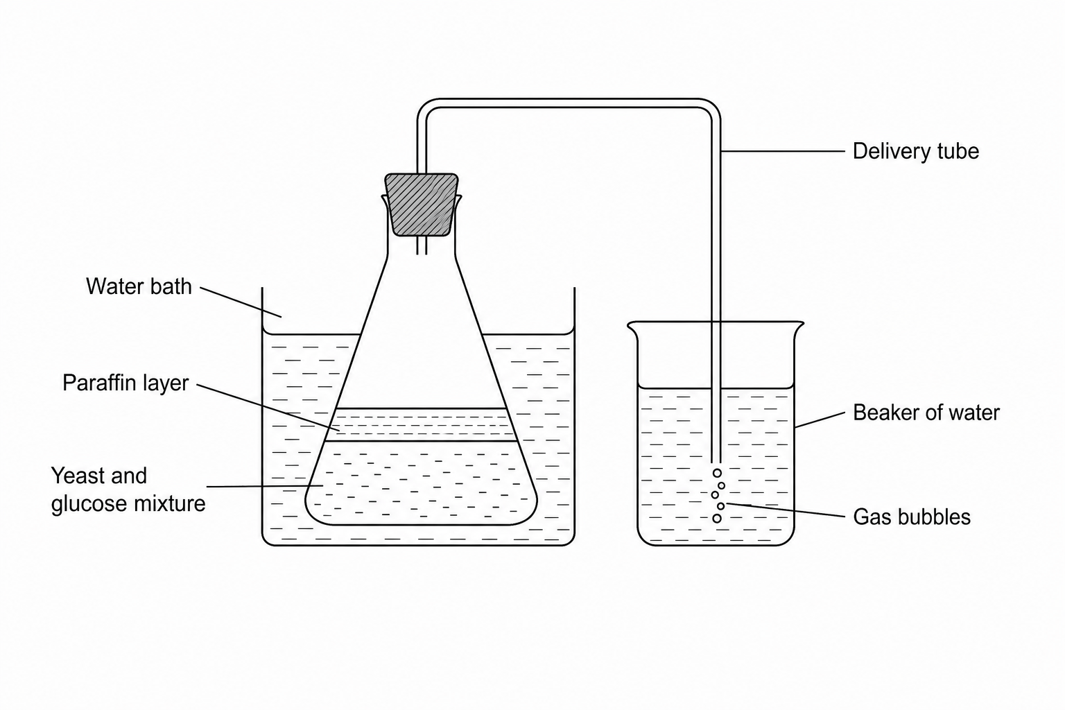 Experimental setup for measuring anaerobic respiration in yeast