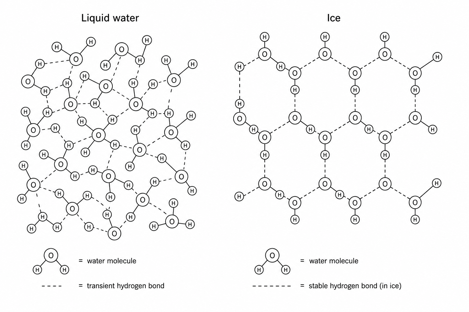 Comparison of liquid water and ice molecular structure