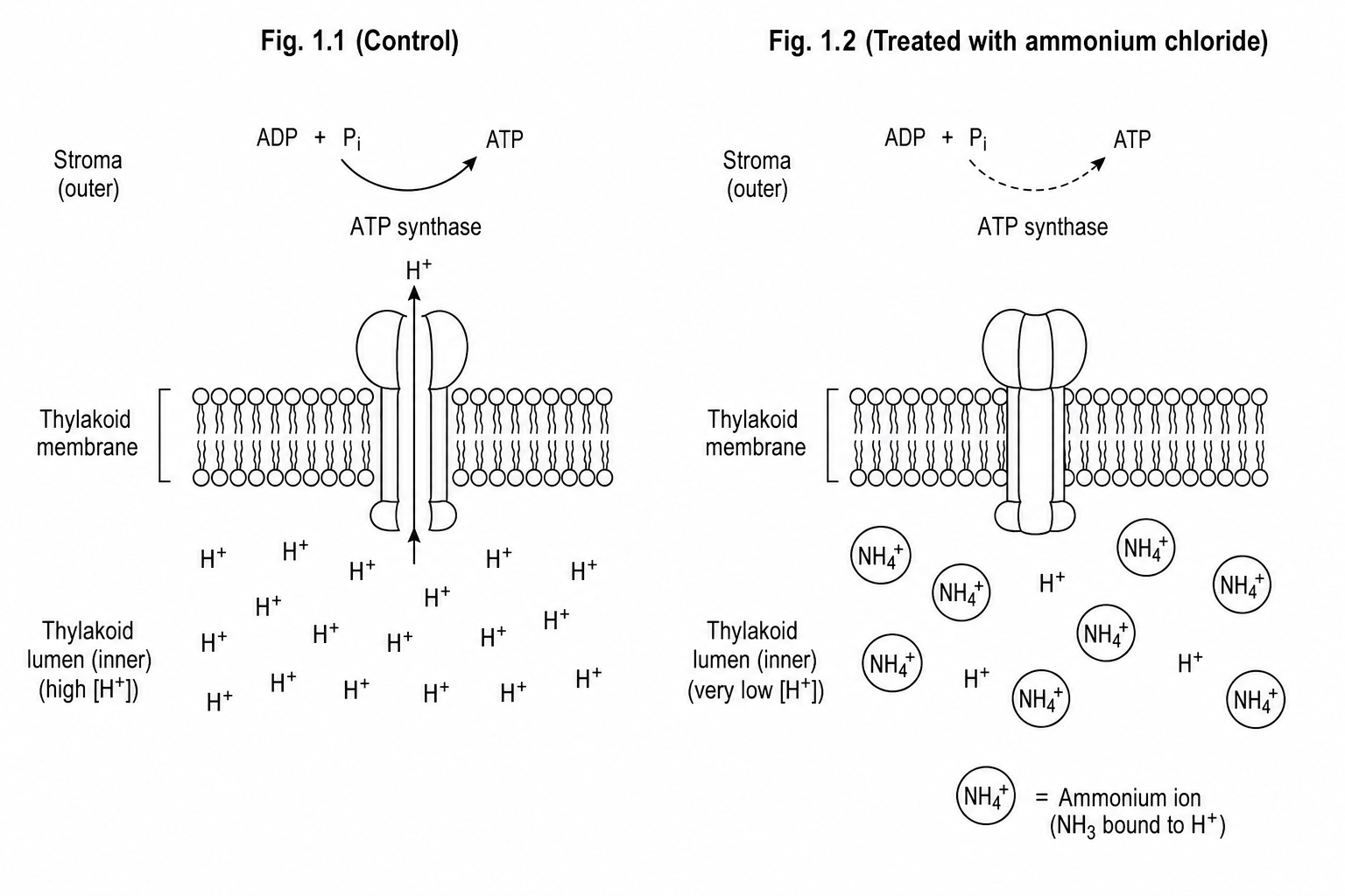 Thylakoid membranes under control and treated conditions