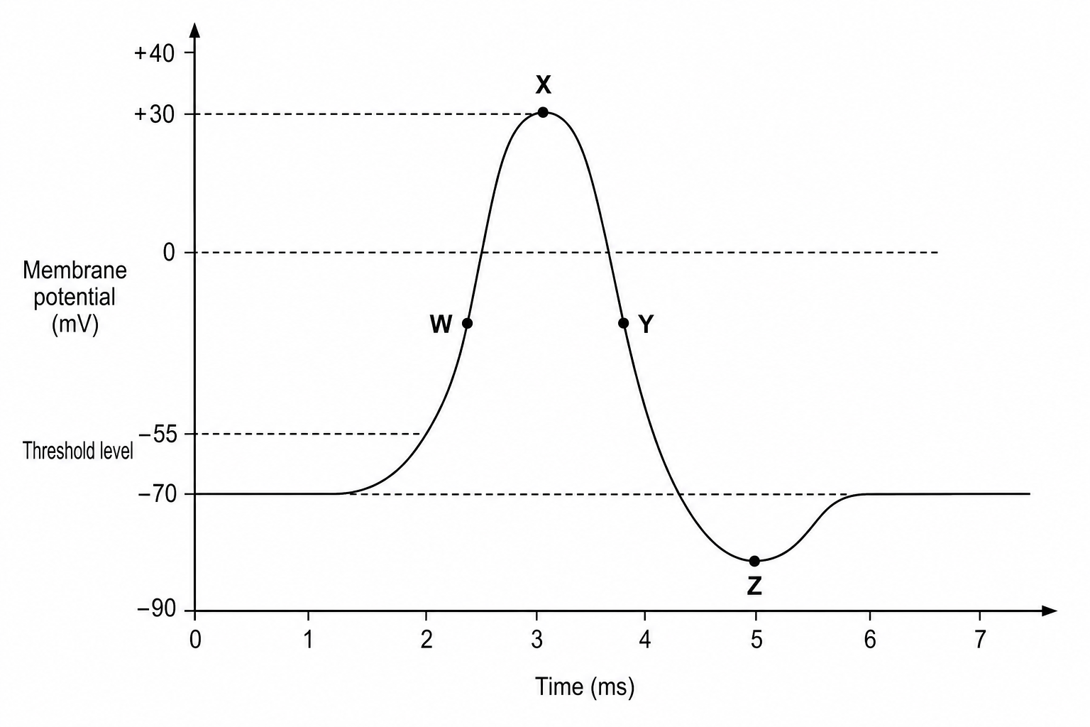 Action potential curve with labeled positions