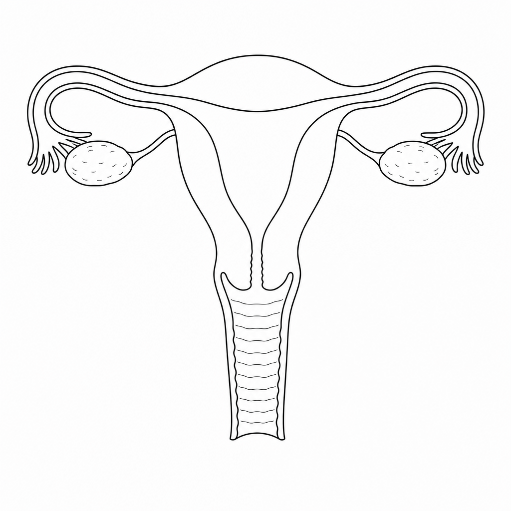Figure 1: Outline of the human female reproductive system