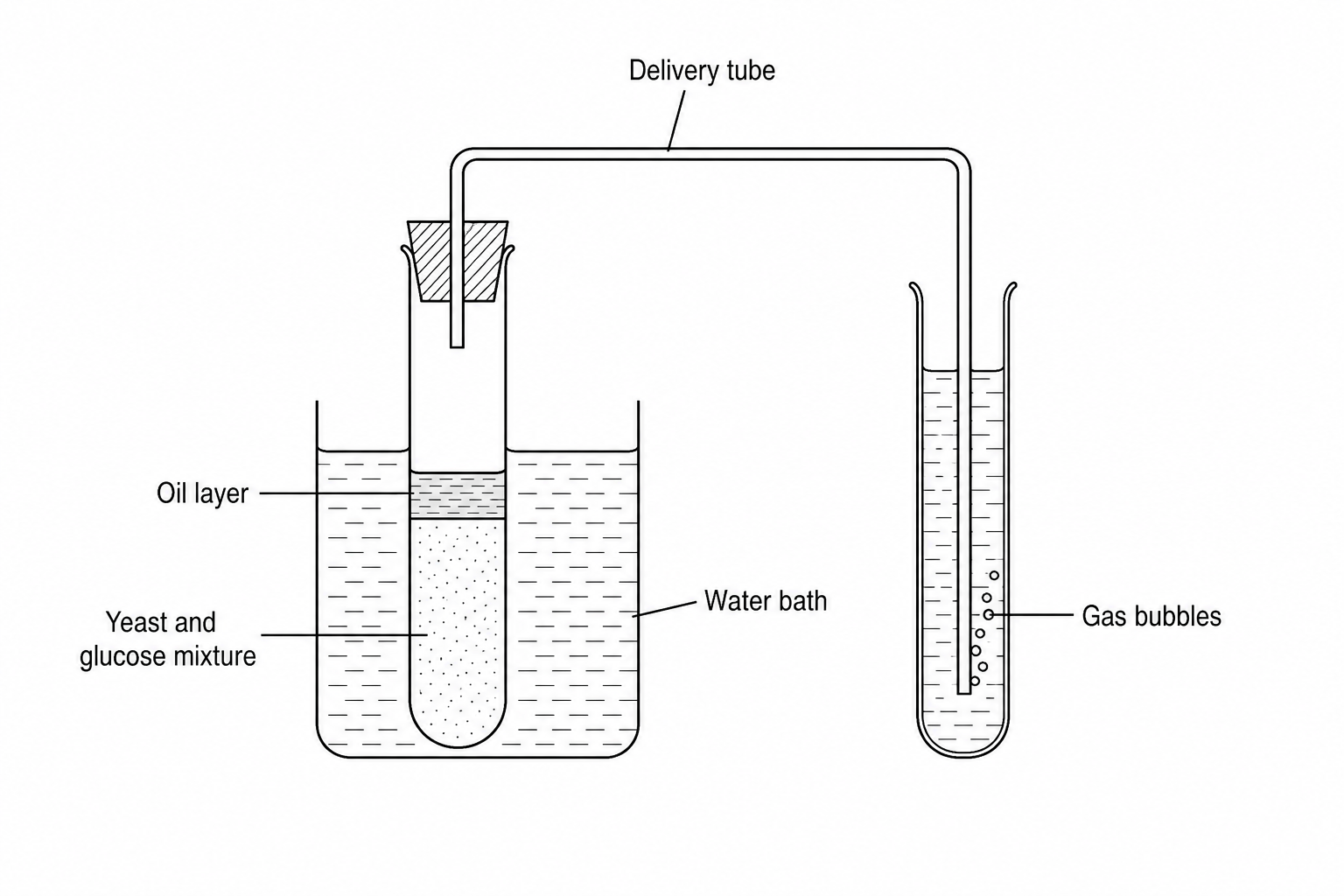 A diagram showing a test tube containing a mixture of yeast, glucose solution, and a pH buffer. There is a layer of oil resting on top of this solution. A delivery tube leads from the top of this stoppered test tube into another test tube containing water, where bubbles of gas are seen escaping from the end of the tube. The first test tube is situated inside a water bath to maintain a constant temperature.