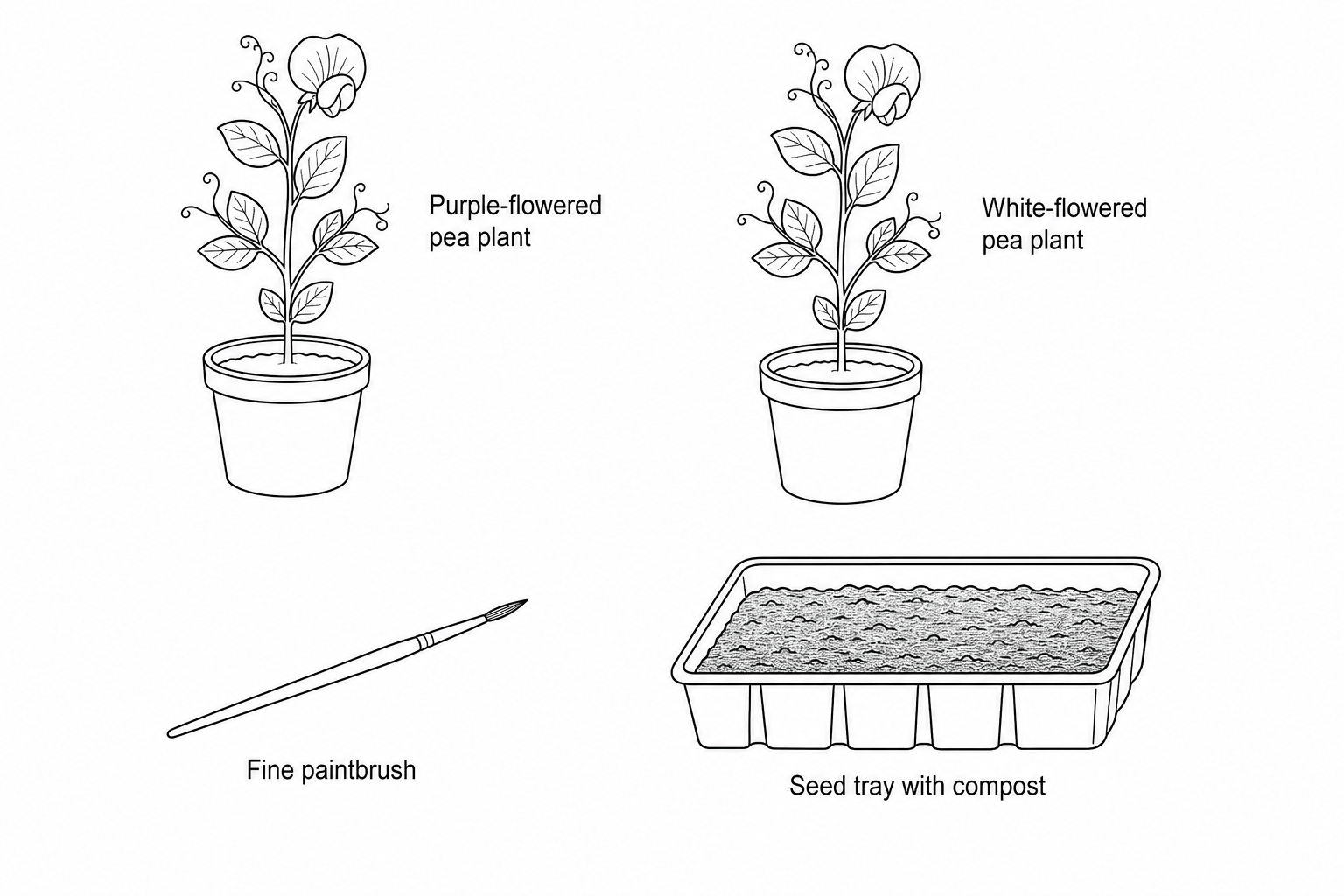 Equipment for the genetic cross experiment: A purple-flowered pea plant, a white-flowered pea plant, a small paintbrush, and a seed tray containing compost. All items are clearly labelled.