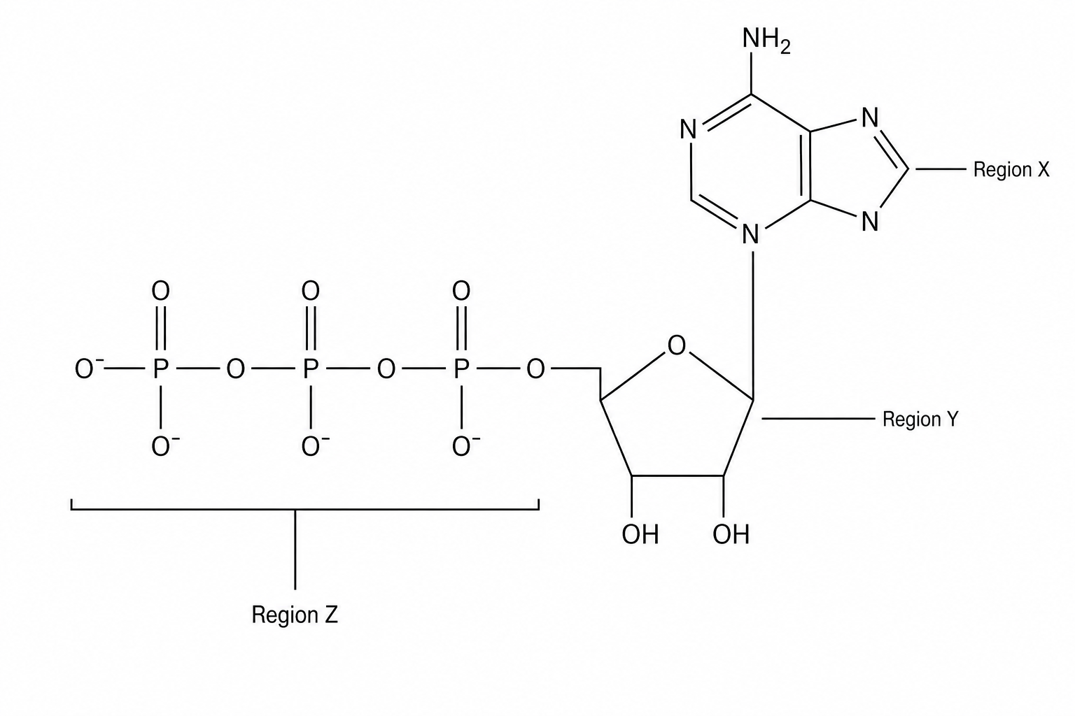 Structure of ATP